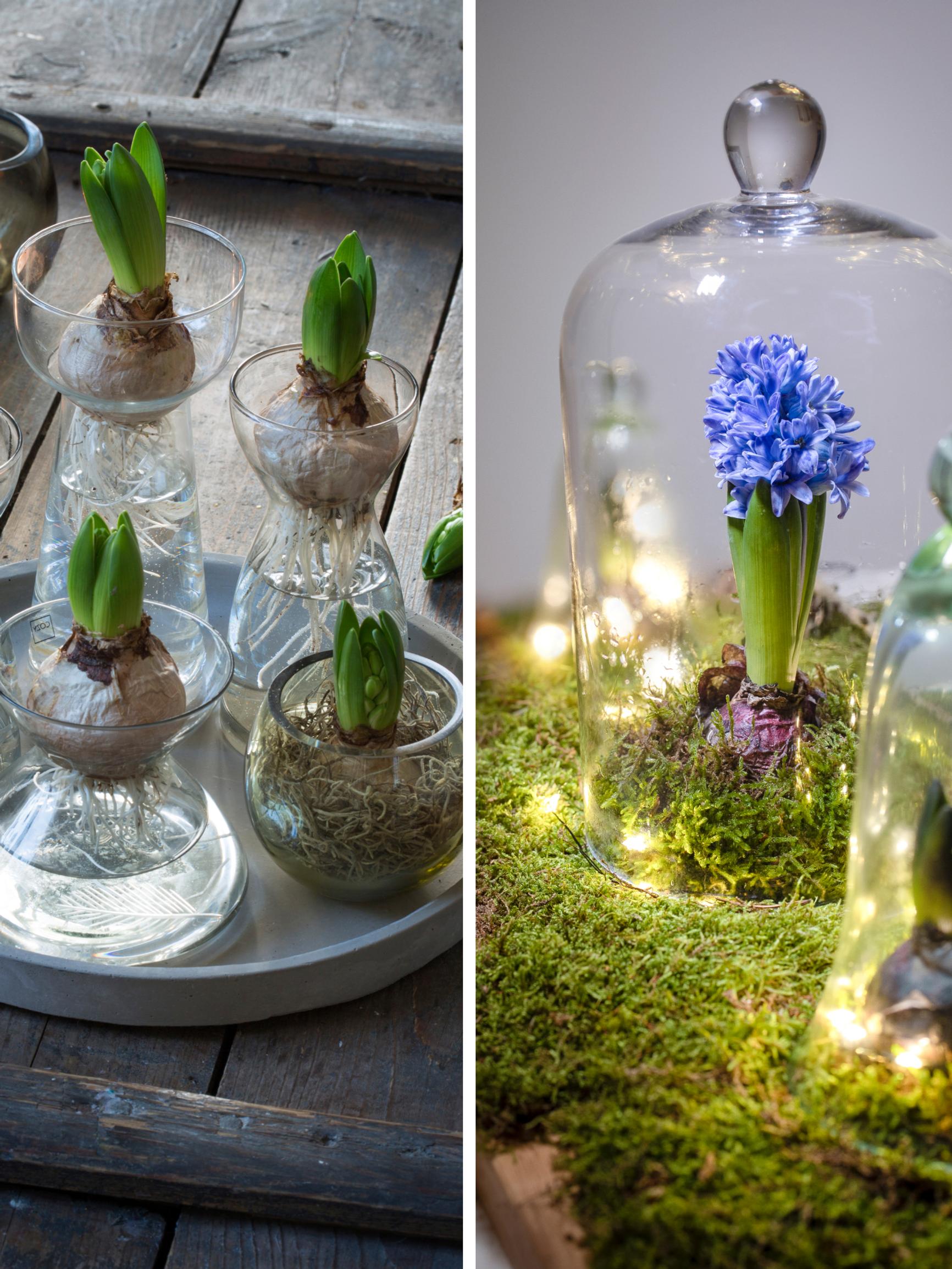 Buds won’t open? Stems stretching? Horticulturist's tips for amaryllis and hyacinth watering