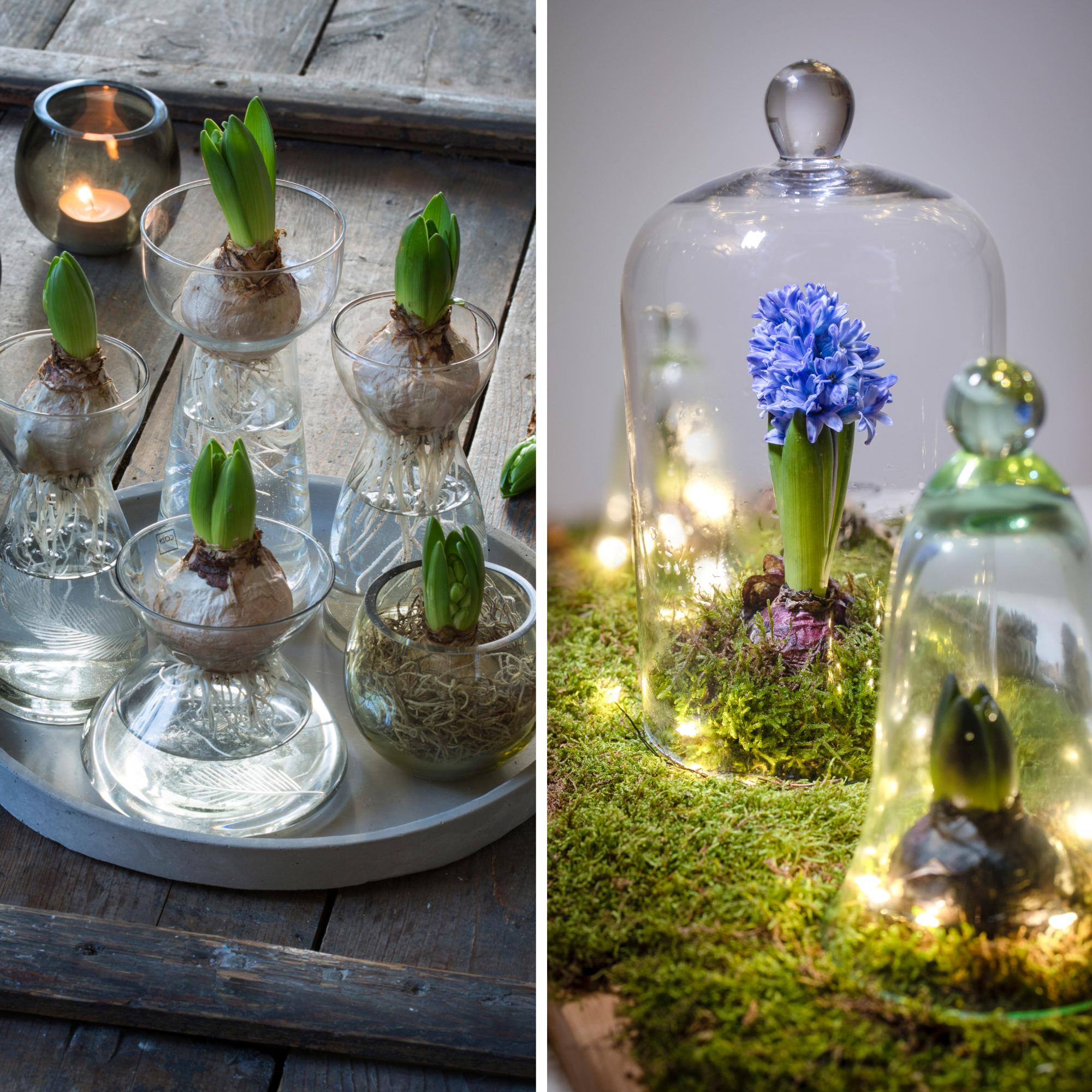 Buds won’t open? Stems stretching? Horticulturist's tips for amaryllis and hyacinth watering