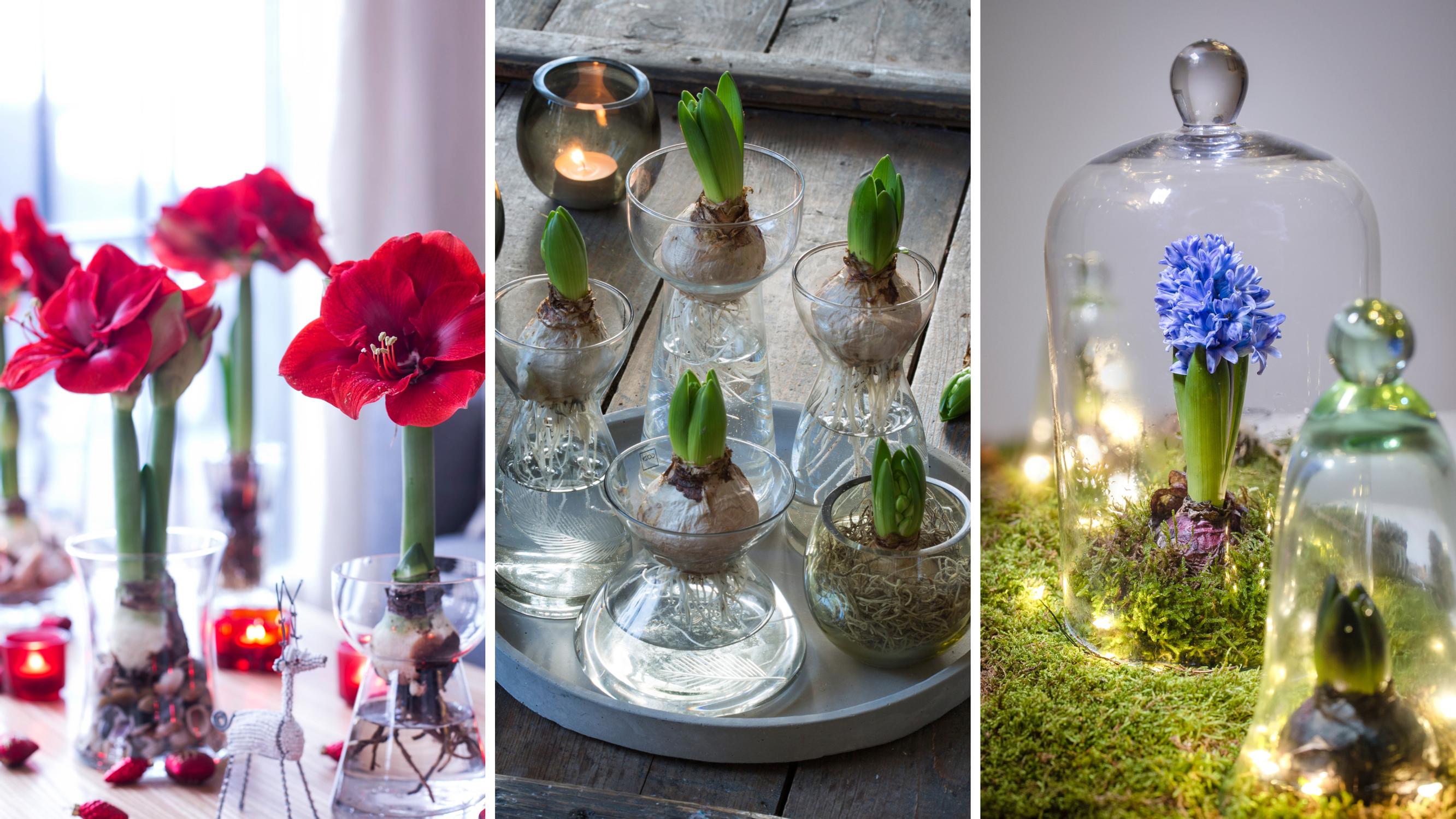 Buds won’t open? Stems stretching? Horticulturist's tips for amaryllis and hyacinth watering