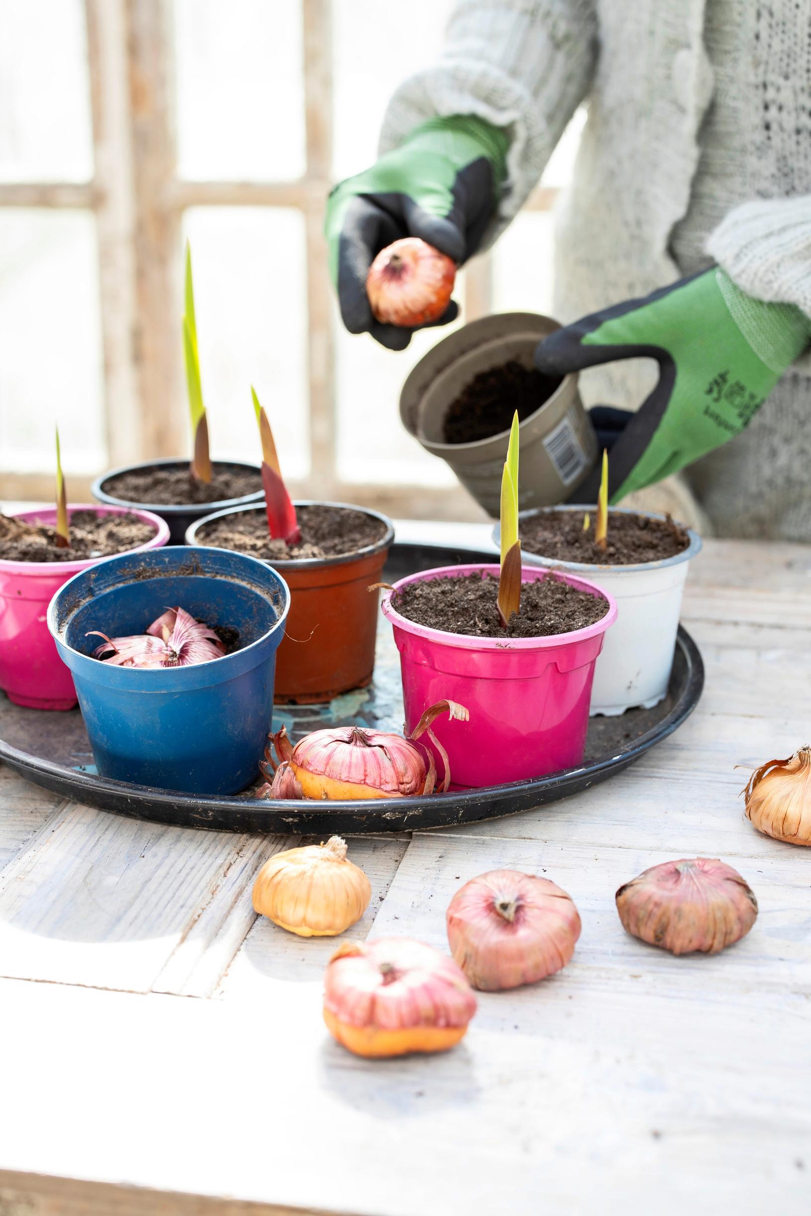 Pre-sprouting gladiolus: planting the bulb in a pot for pre-sprouting.