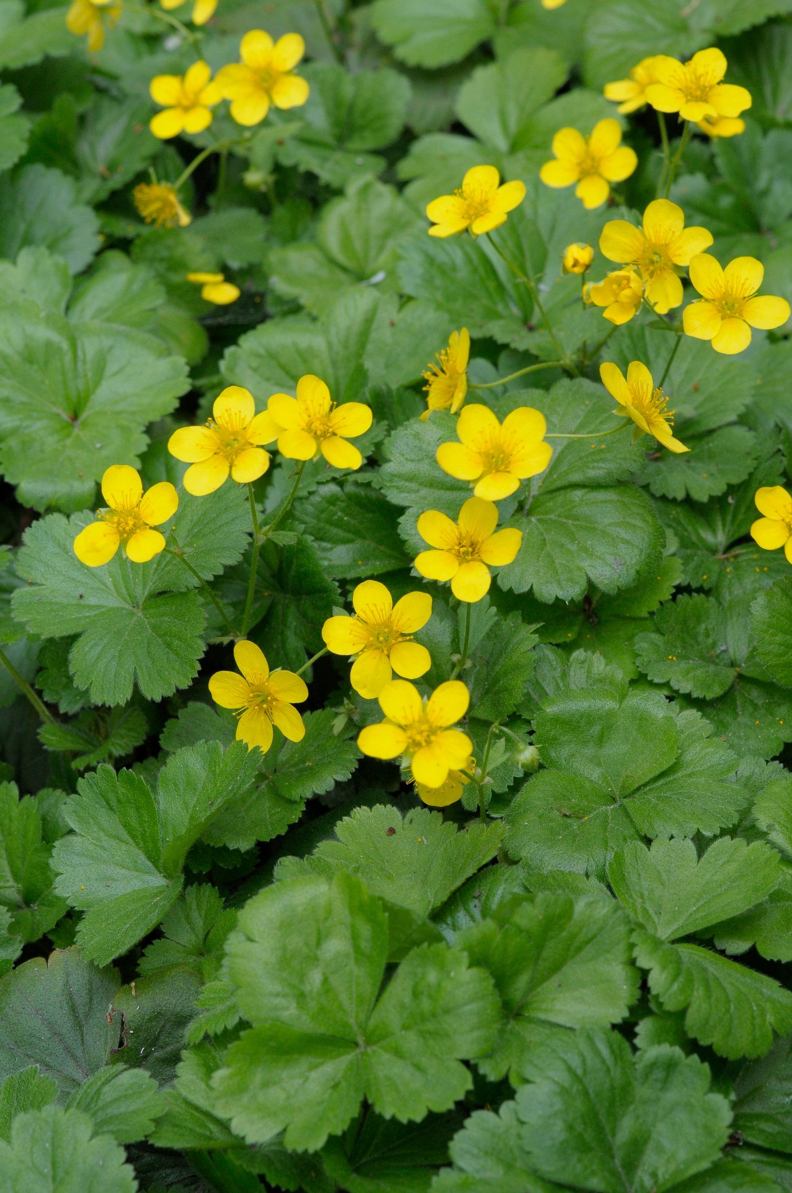 Easy grow perennial flowers
