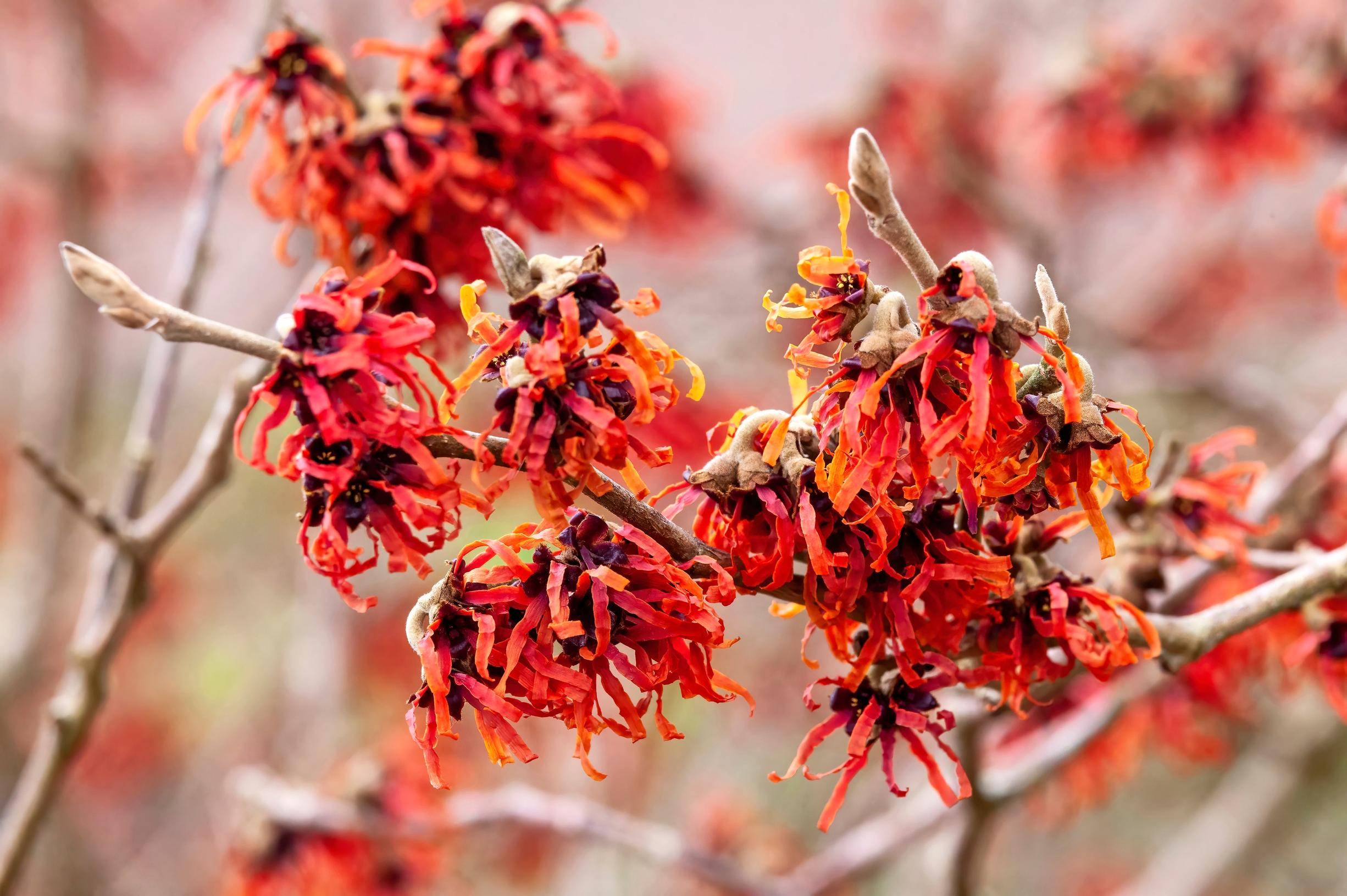 Common witch hazel ‘Diane’