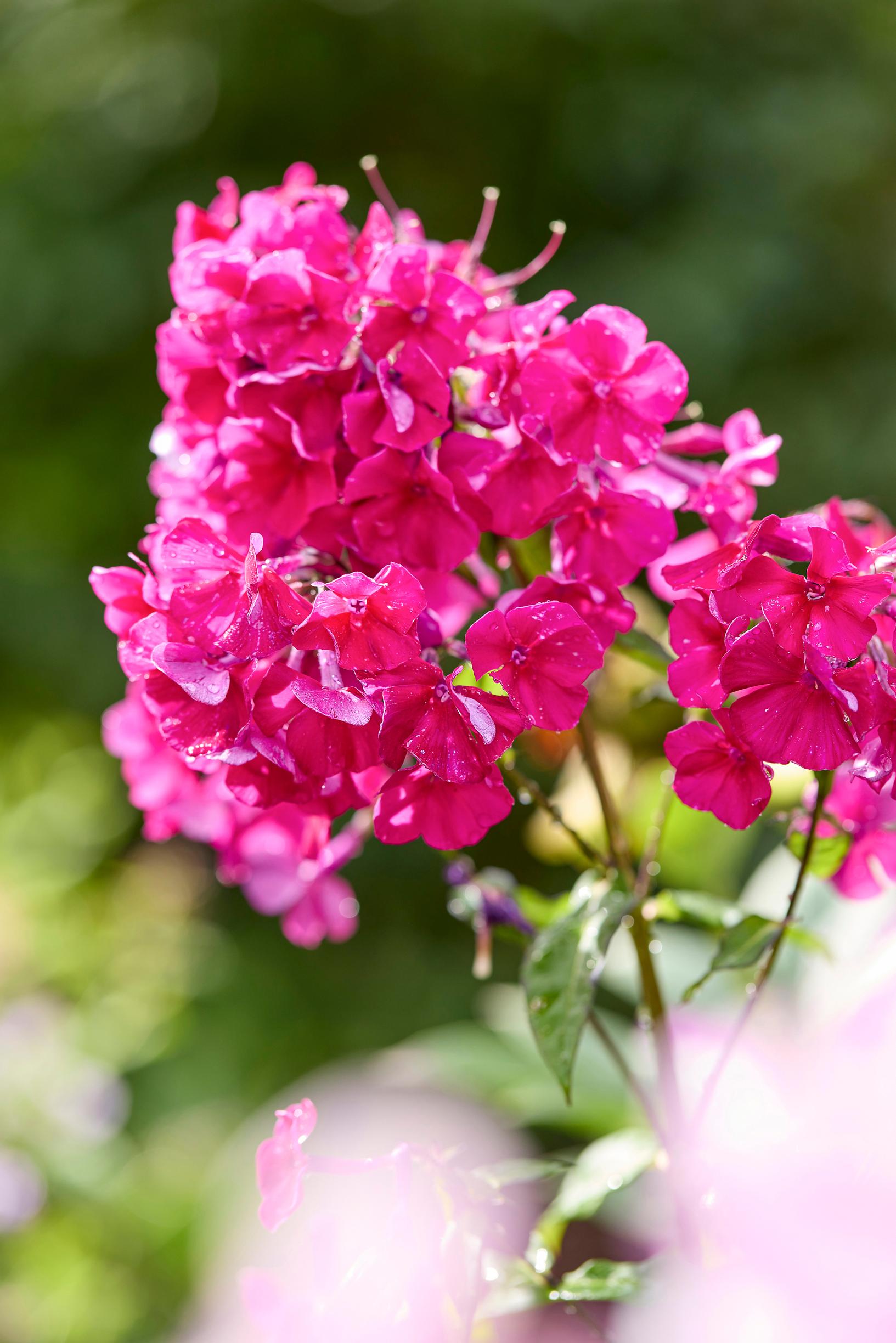 fall phlox varieties