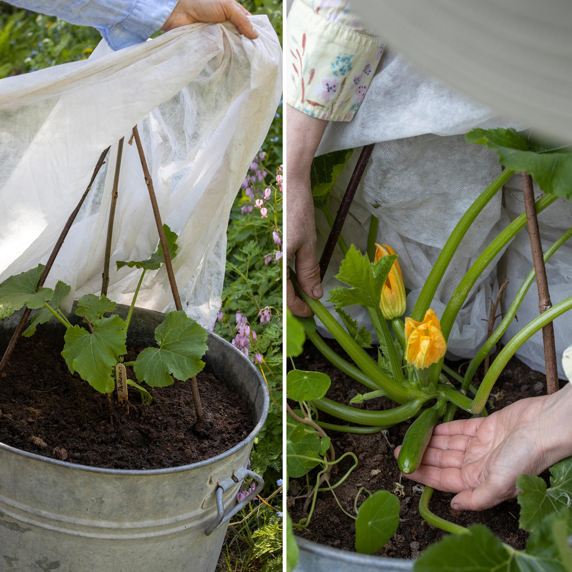 Grow zucchini in a large pot or tub for an early harvest—but don’t plant it in a bucket