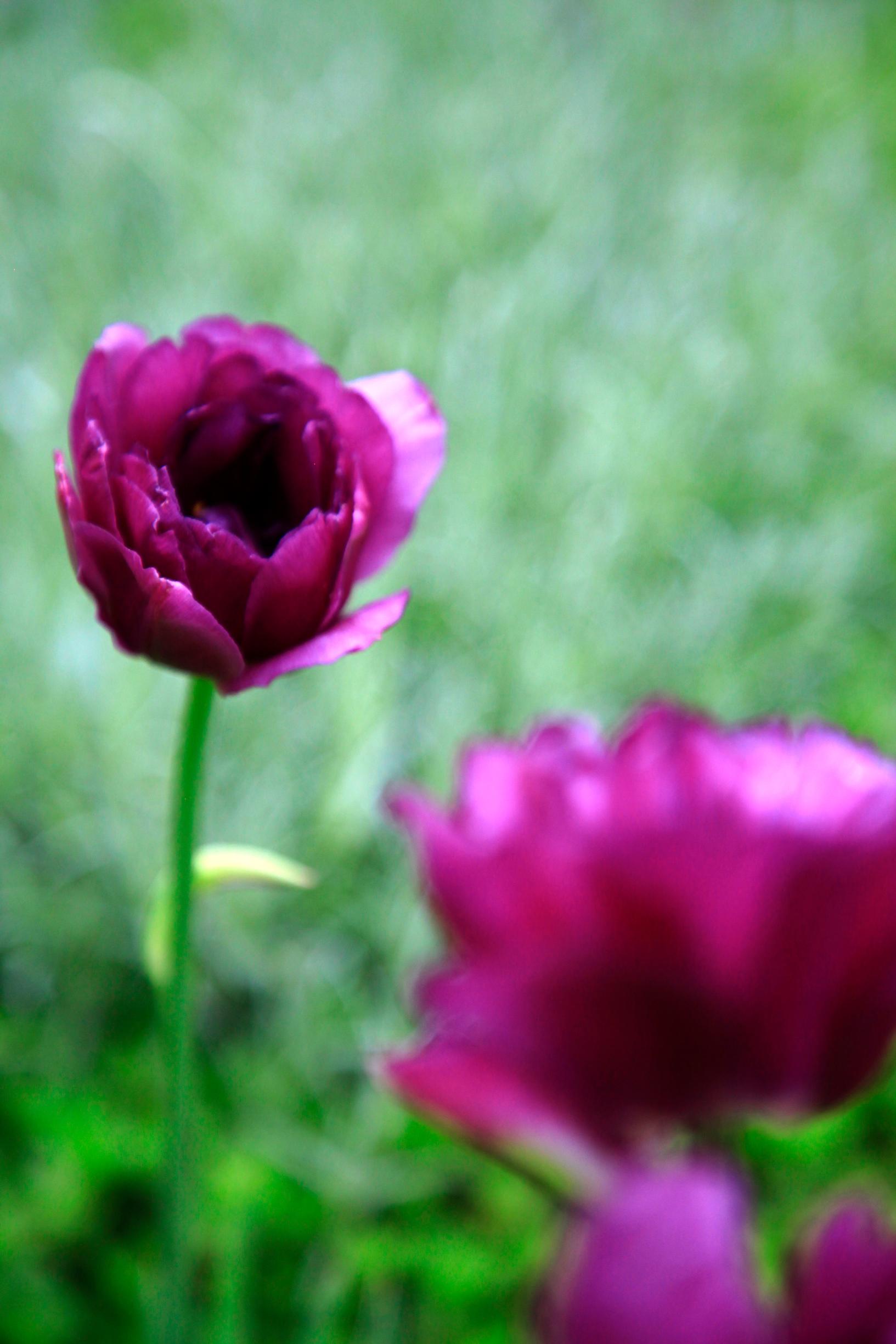 Tulips add color to the garden in May and early June.