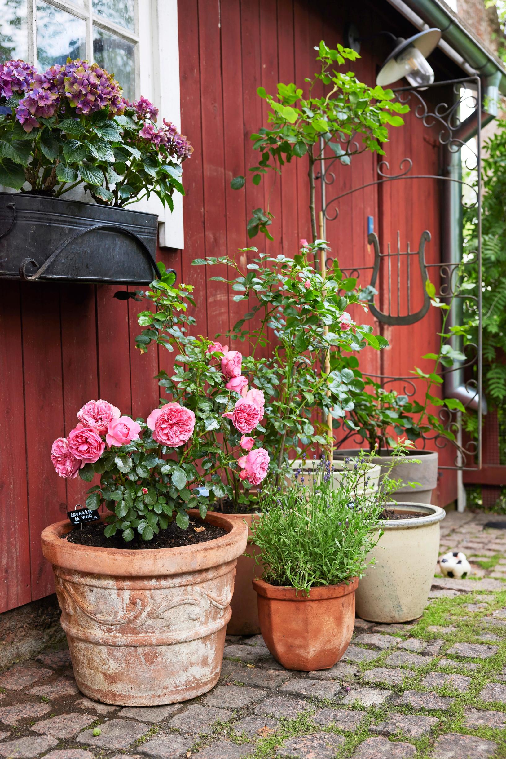 Päivi strengthens a pink floribunda rose by starting it in a pot.