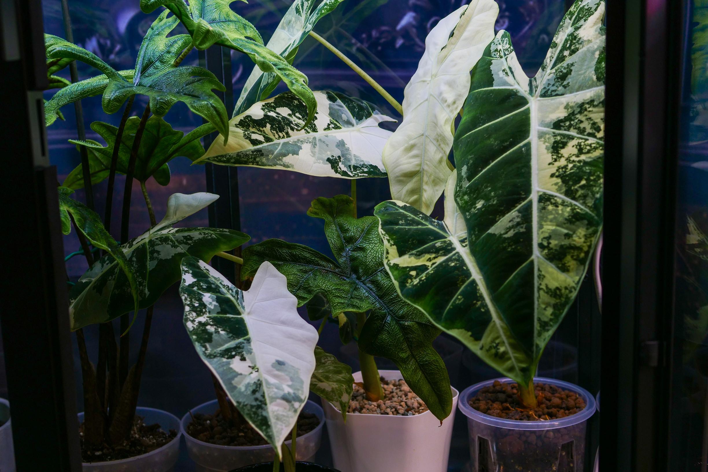 Alocasias in a plant cabinet