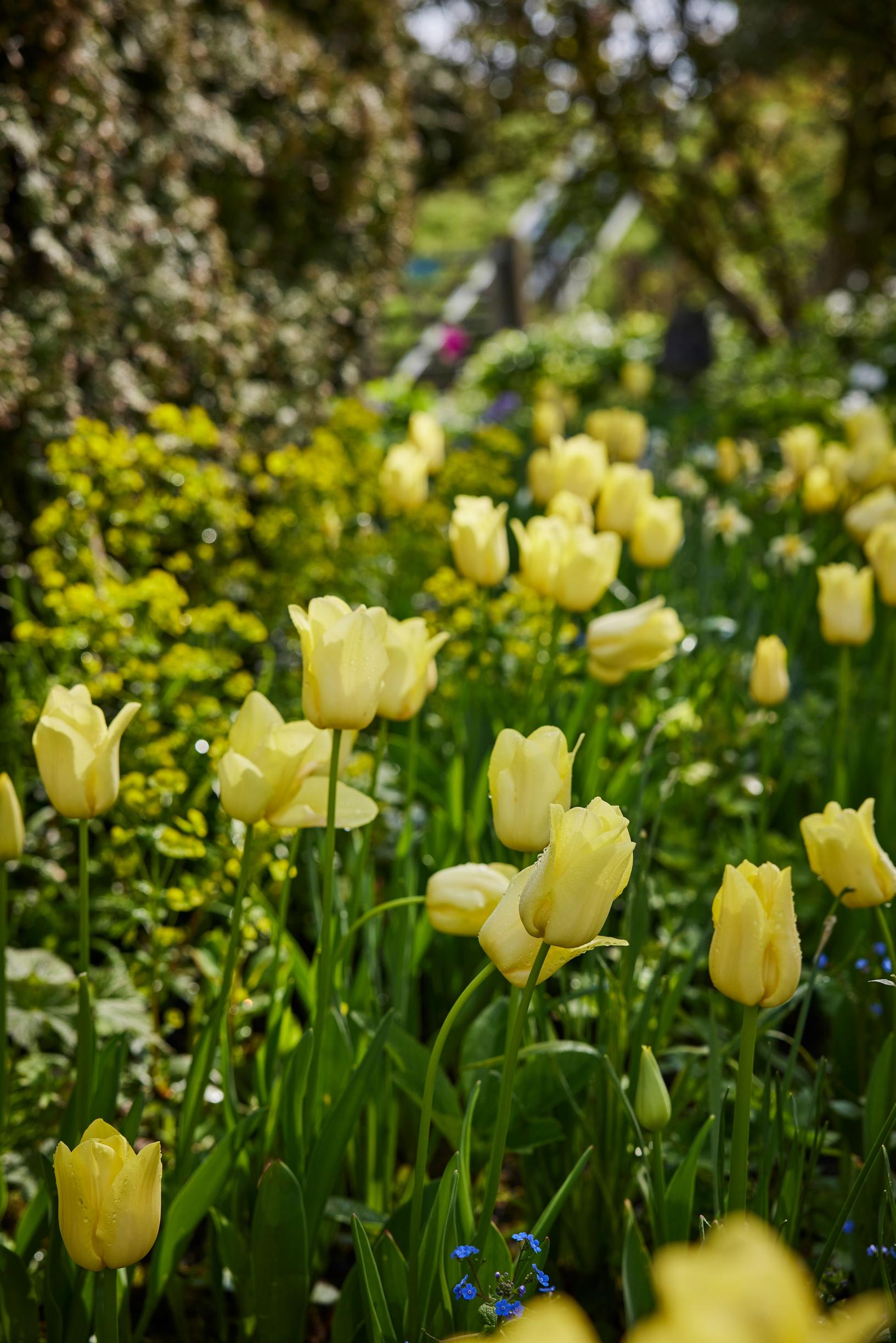 Jacqueline van der Kloet’s garden
