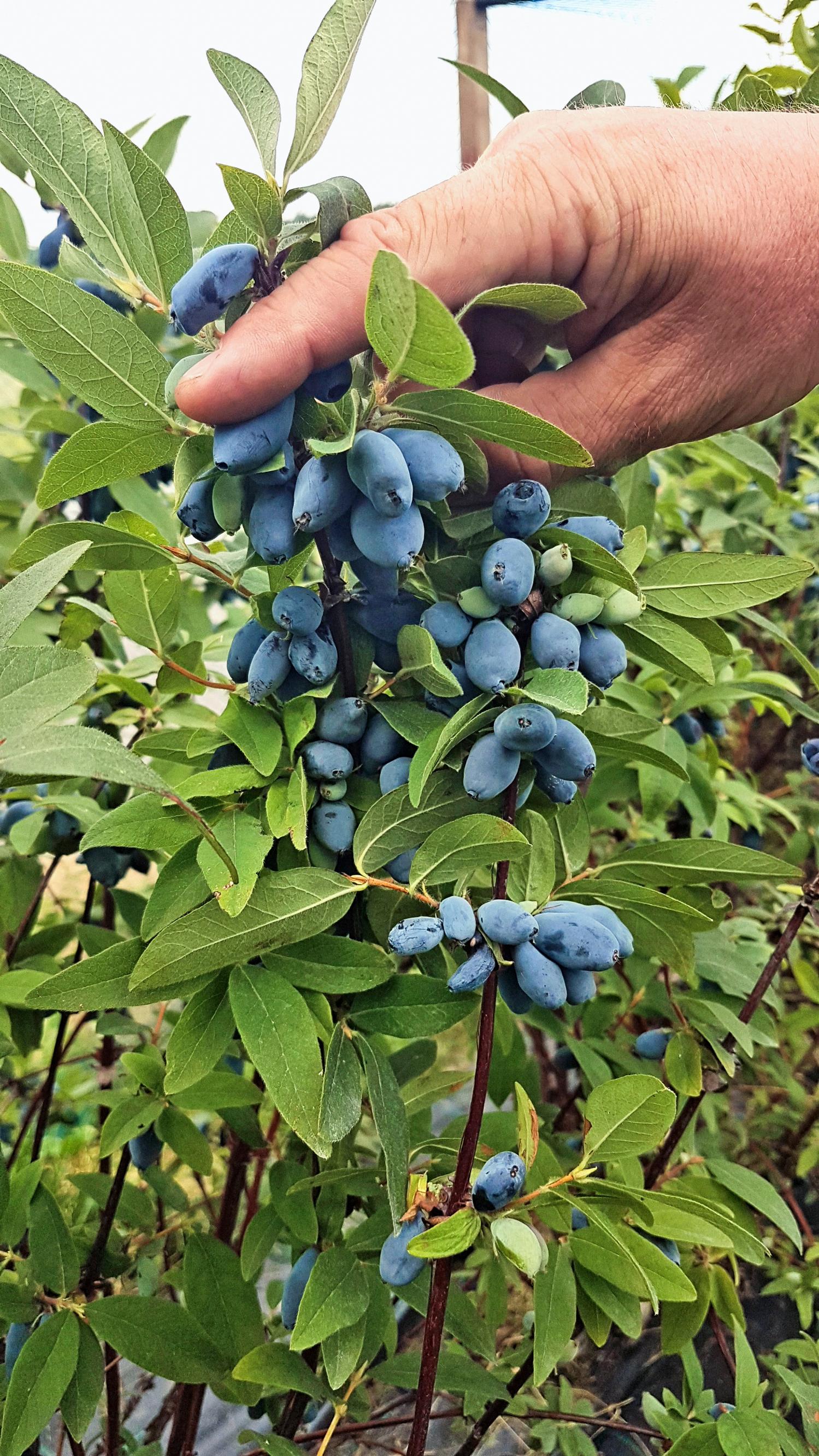 Honeyberry—also called sweetberry honeysuckle—’Boreal Blizzard’.