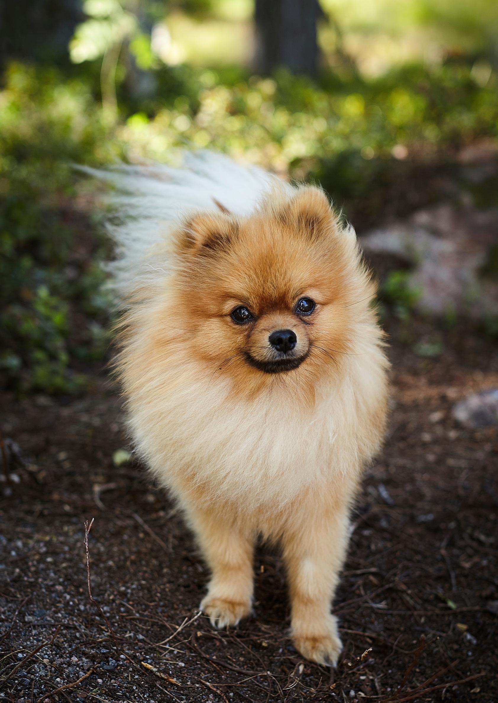 Pomeranian Junnu