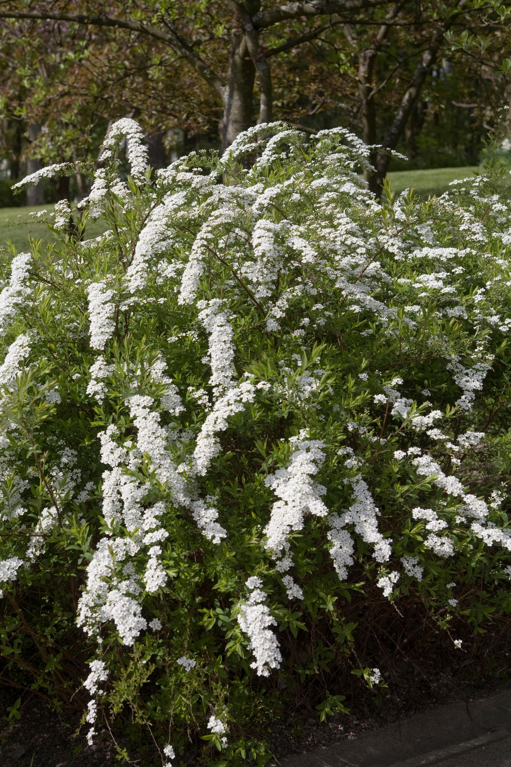 The arching branches of bridal wreath spirea are covered in white blossoms.