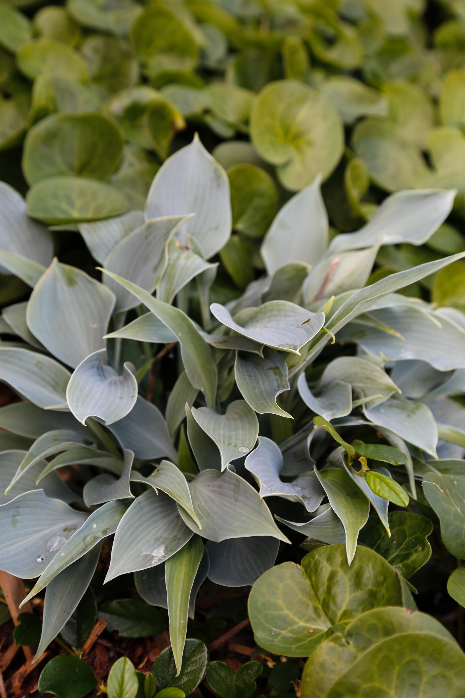 How to grow hosta: Hosta ‘Blue Diamond’