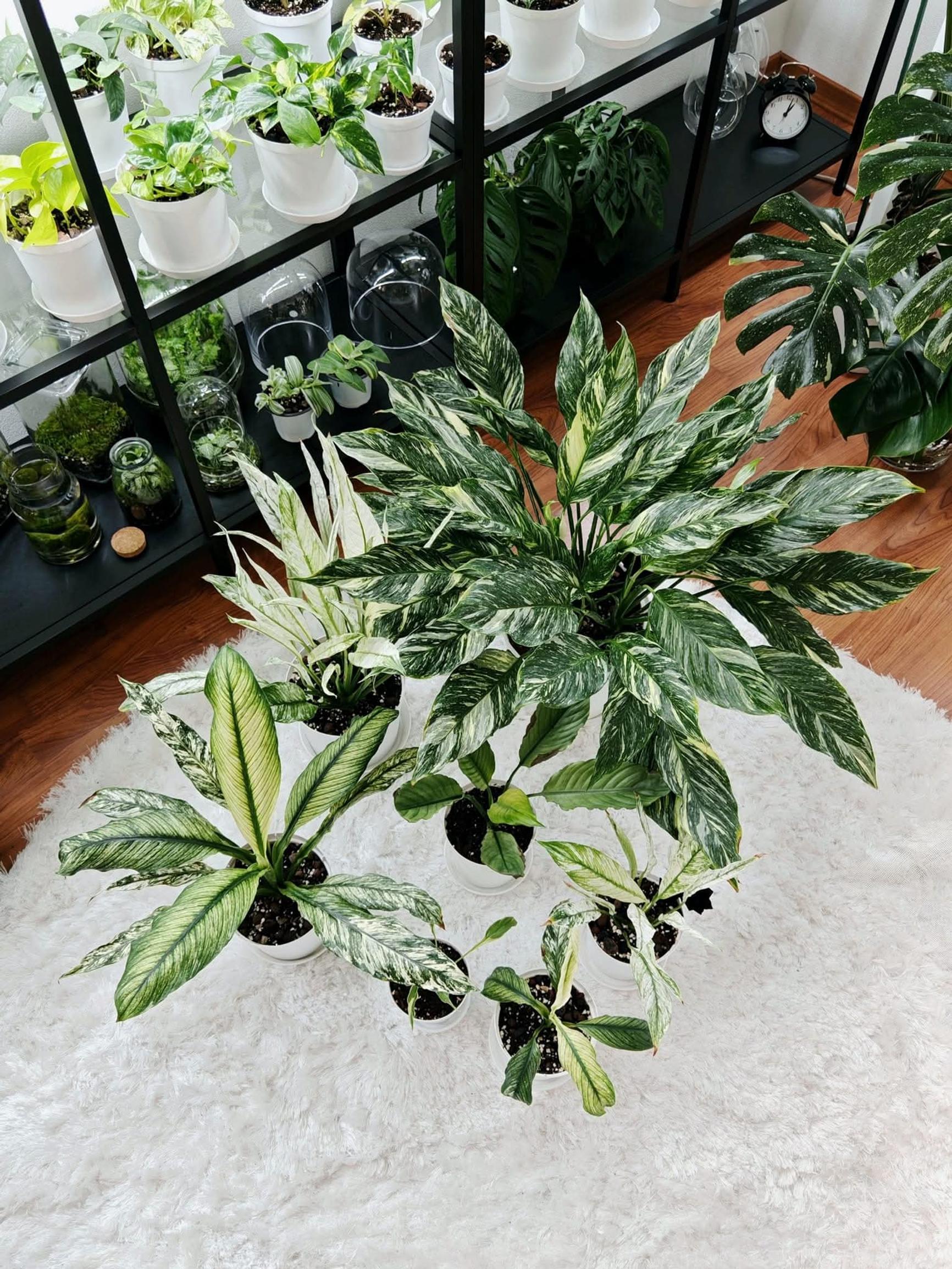 Nina’s collection of peace lilies includes the varieties Diamond, Wallisii Variegata, Sensation Variegata, Platinum Mist, and Delhi Tricolor.