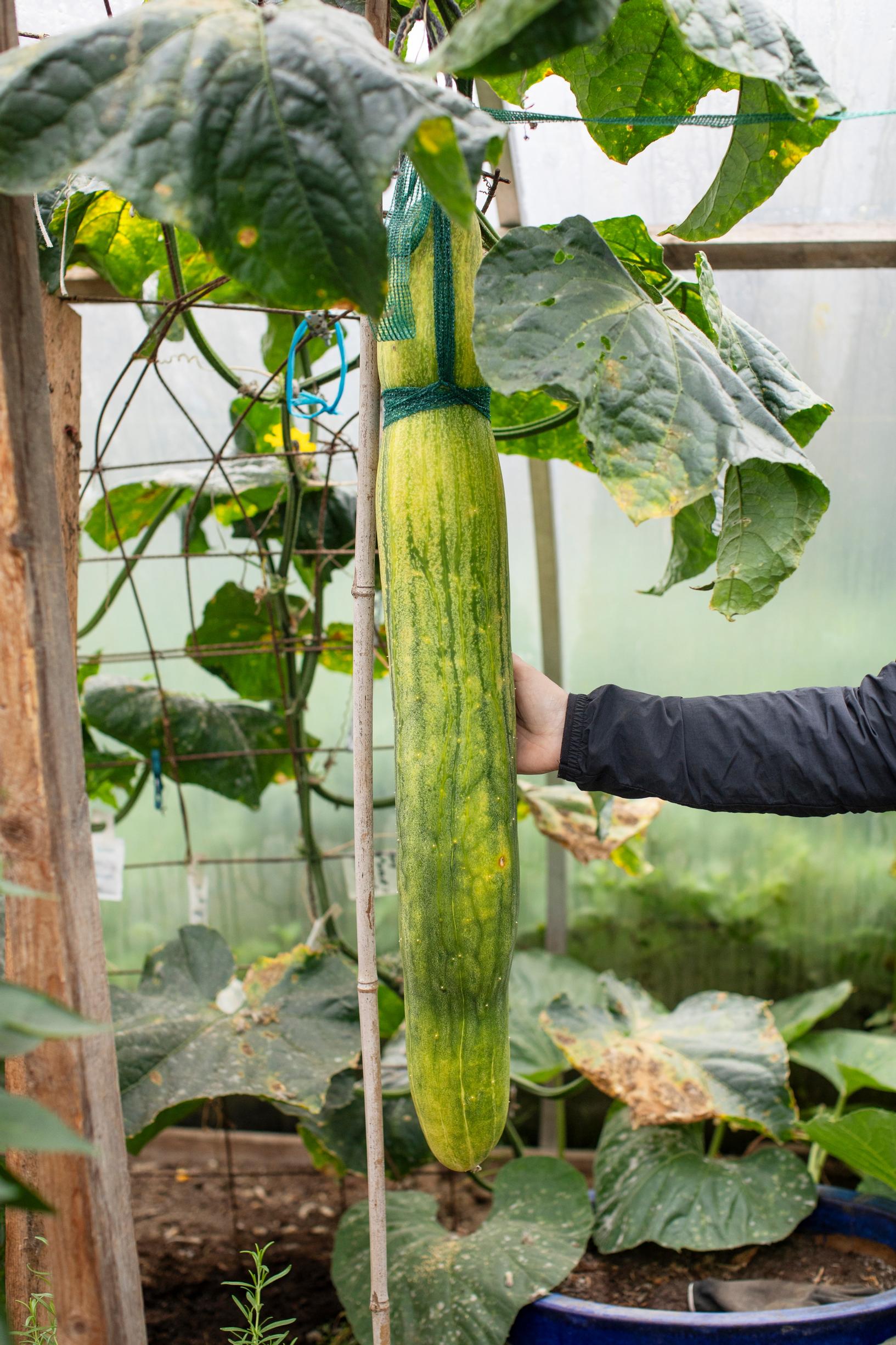 giant cucumber in the greenhouse