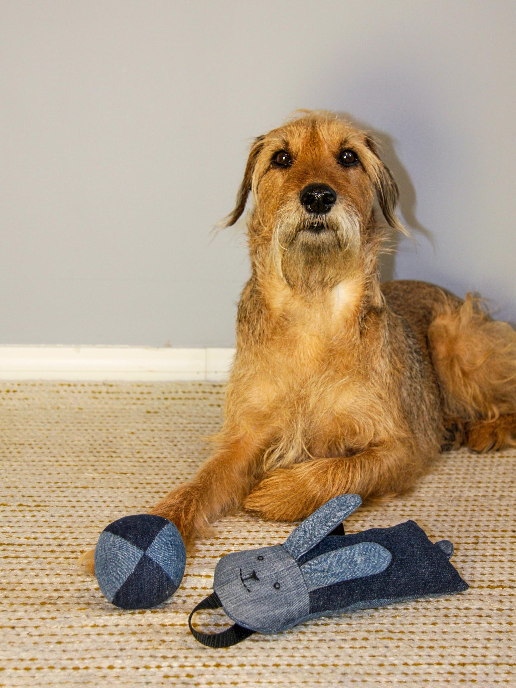 A dog ball and tug toy from old jeans—see our instructions and sew your furry friend’s new favorite toys