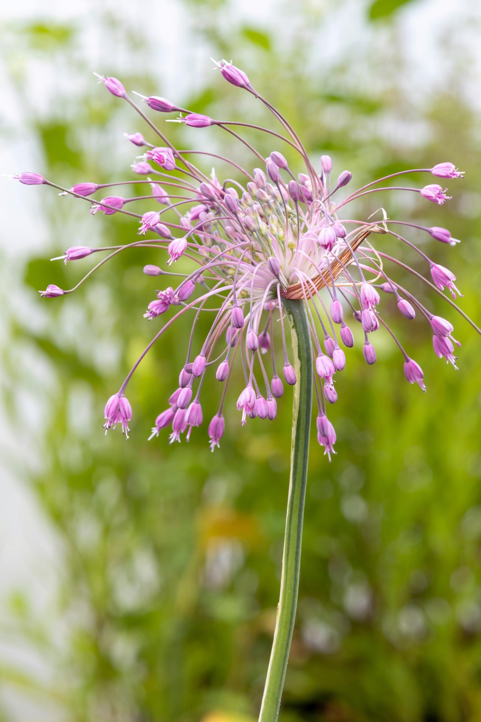 Keeled garlic, Allium carinatum subsp. pulchellum
