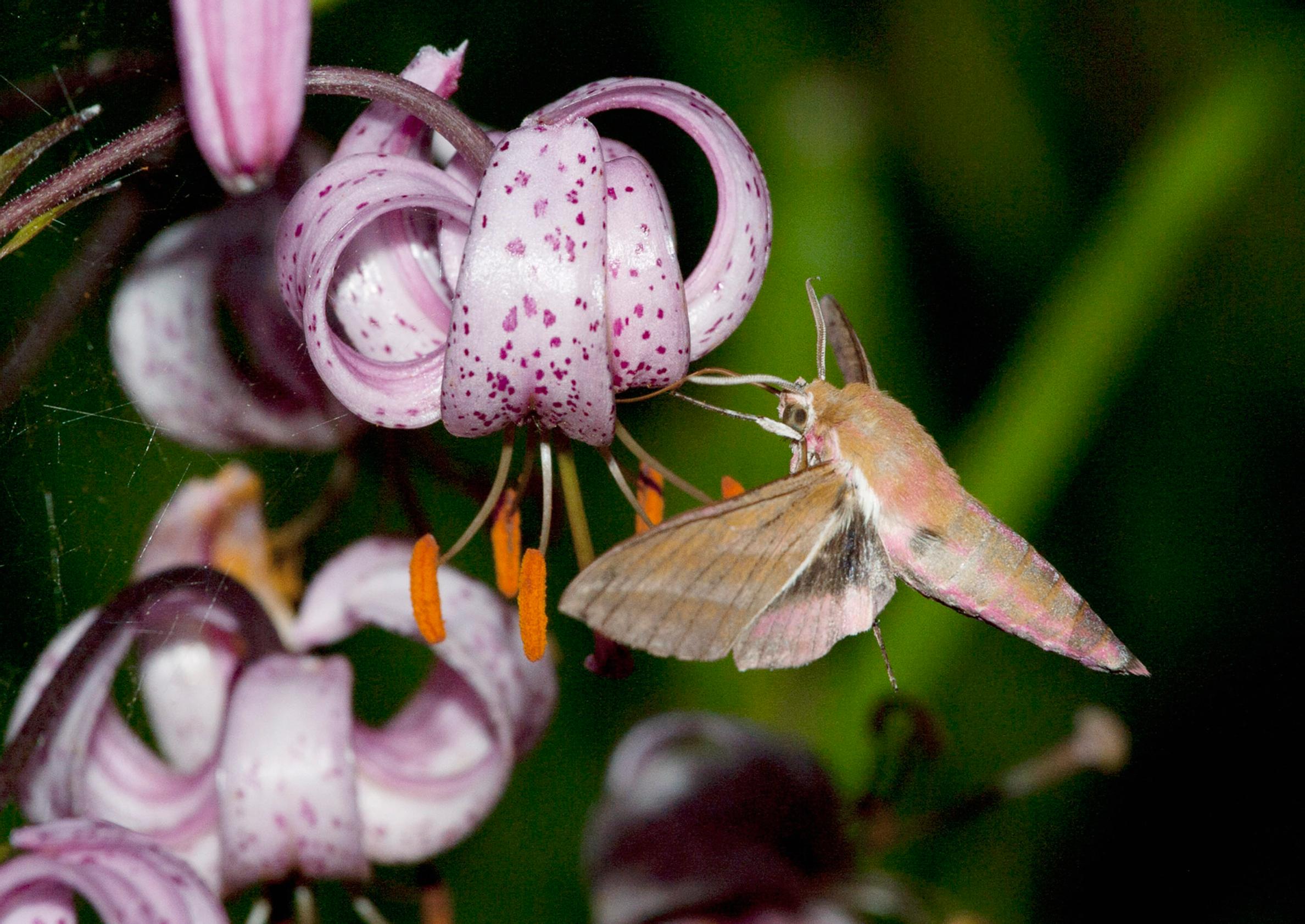 Elephant hawk moth