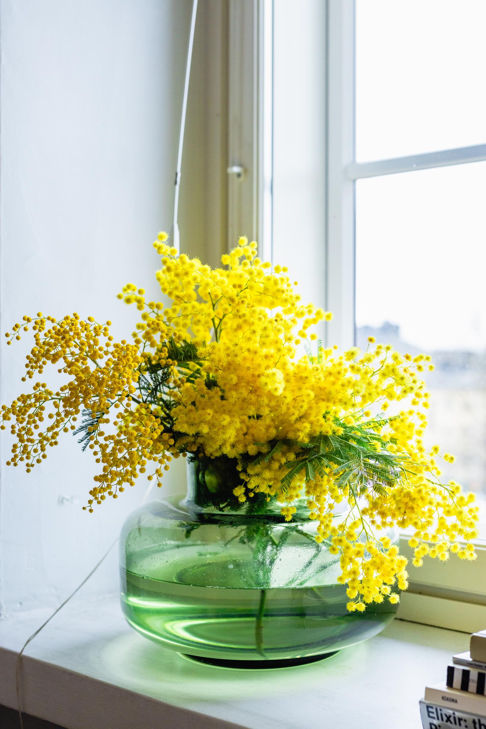 Valentine’s Day flowers: mimosa