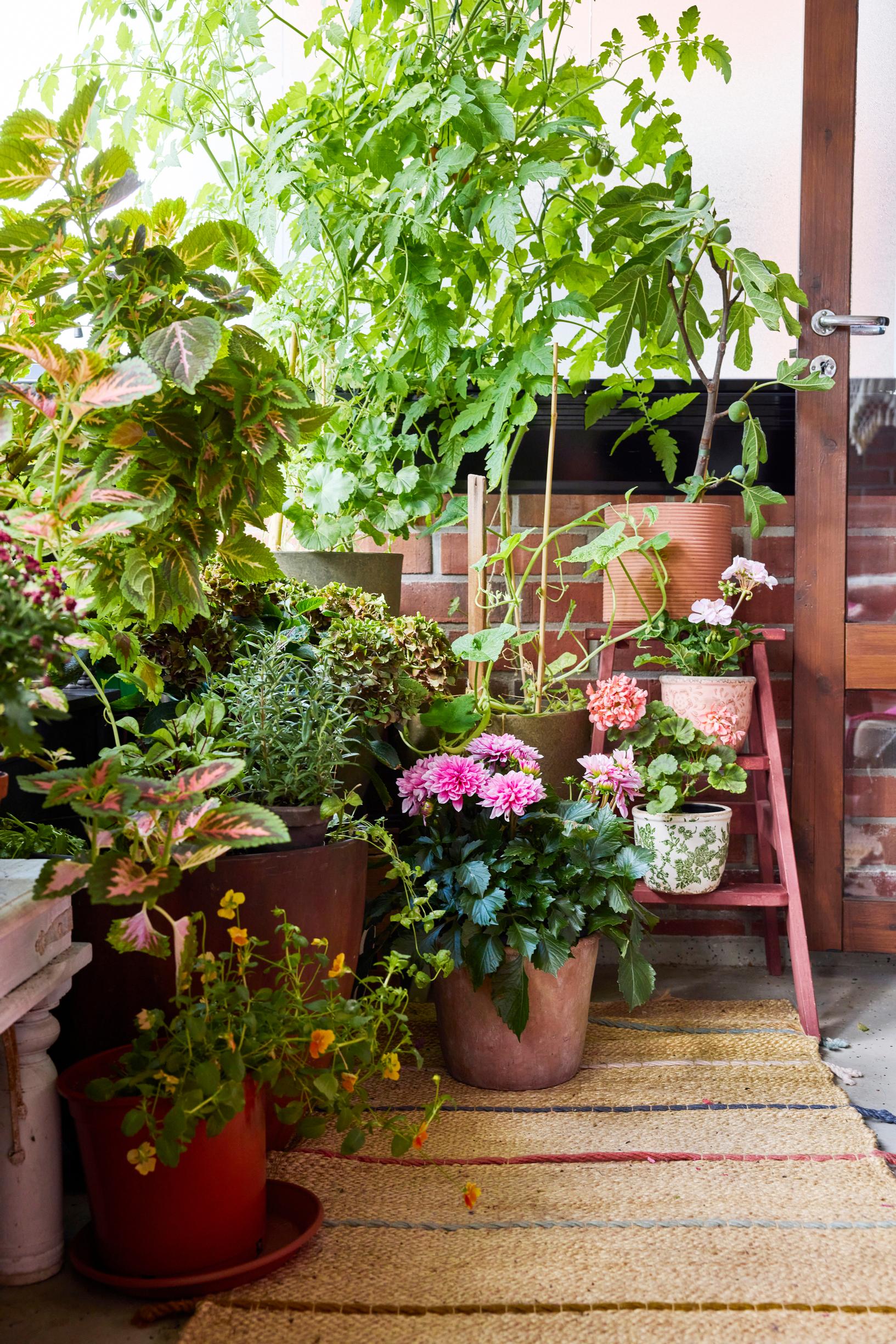 Interior designer’s balcony: common fig, coleus, pelargonium, dahlia, and pansies on the balcony