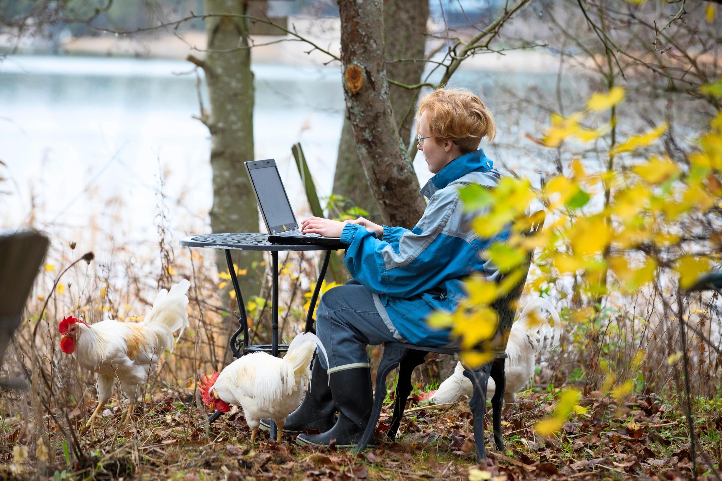 woman working on laptop outside while three roosters forage nearby