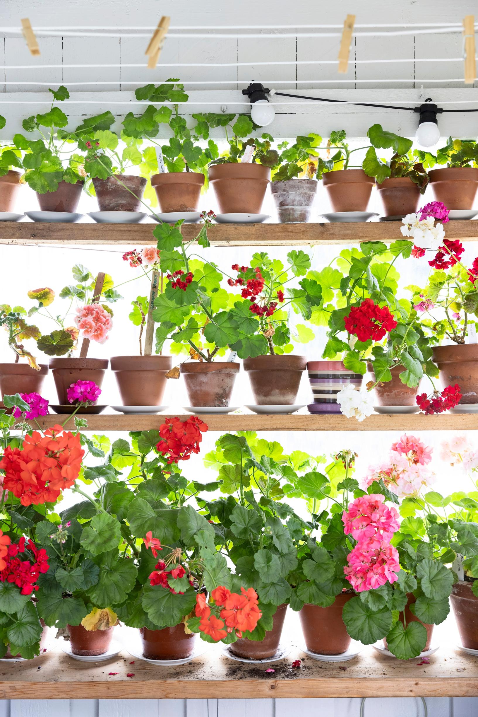 Pelargoniums on a windowsill