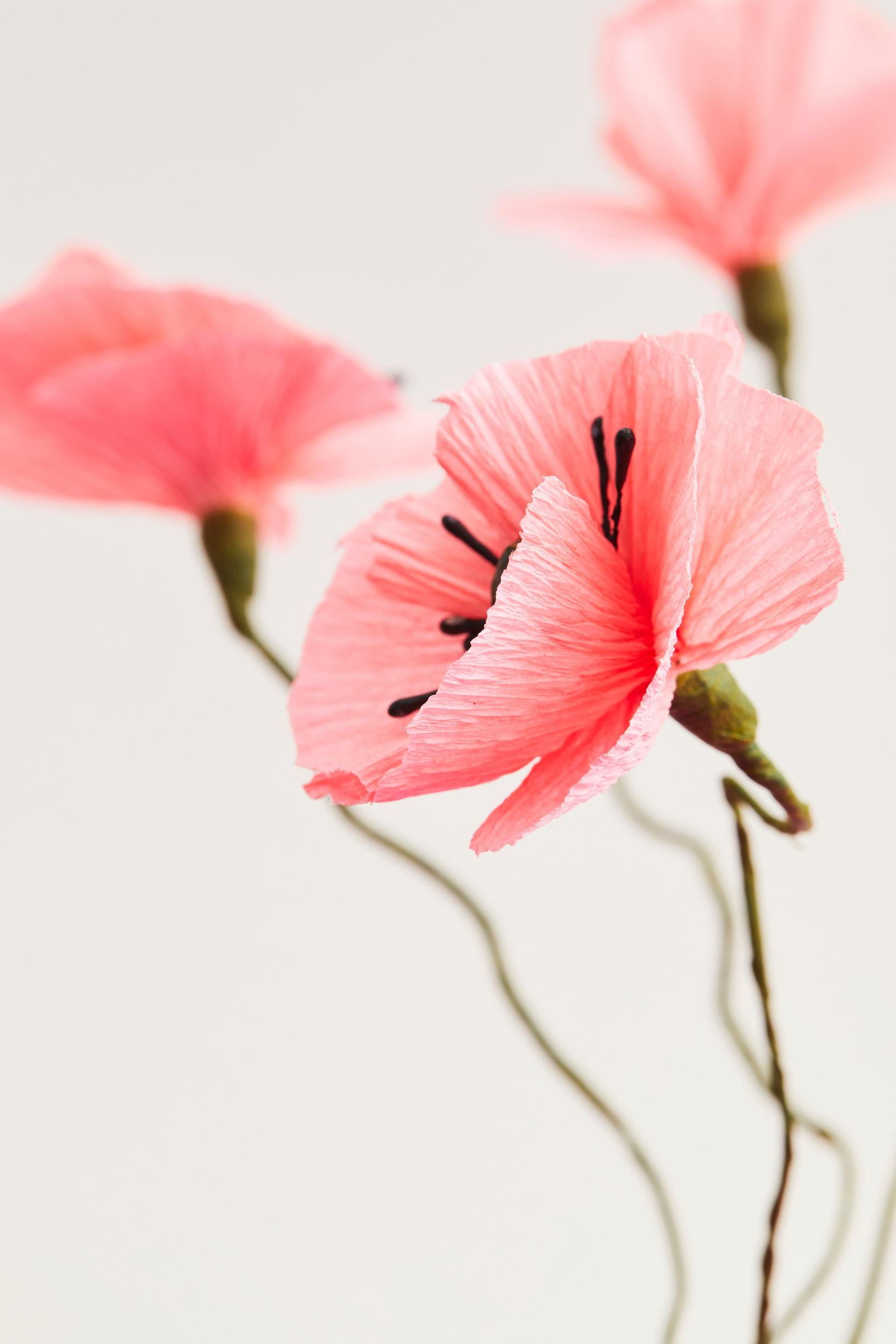 A crepe paper poppy.