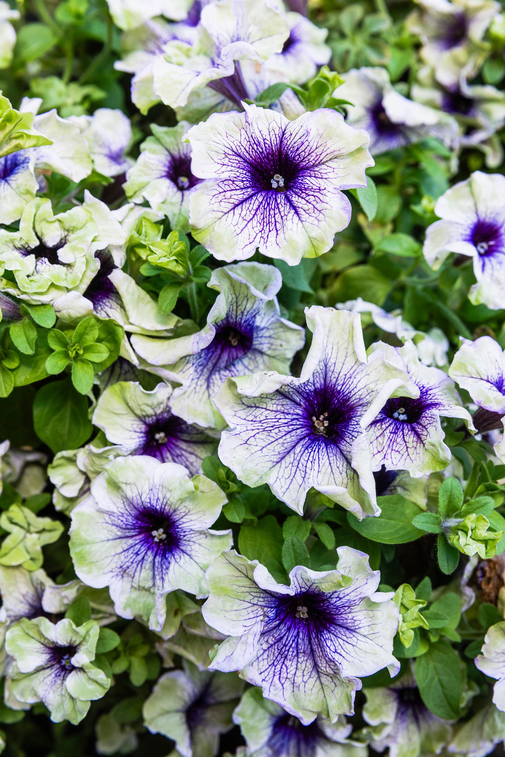 Two-toned petunia