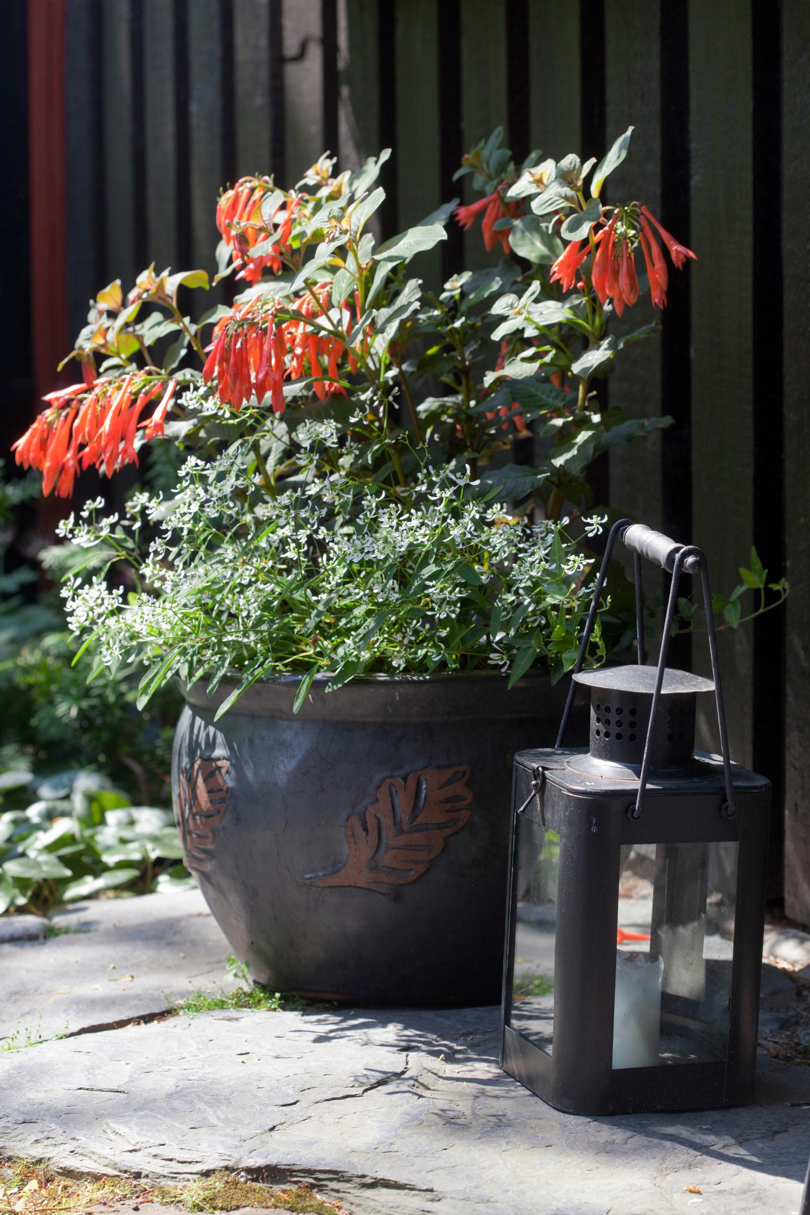 graceful spurge and honeysuckle fuchsia.