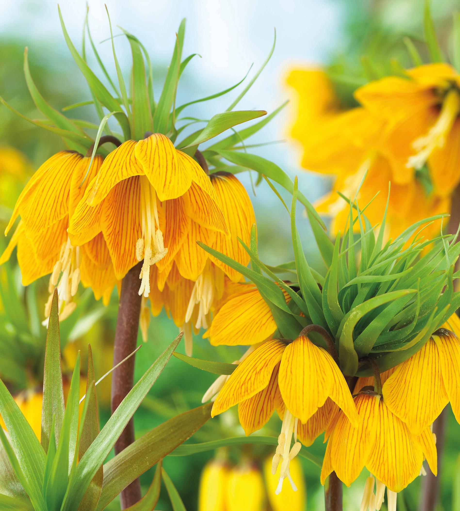 Crown imperial ’Striped Beauty’