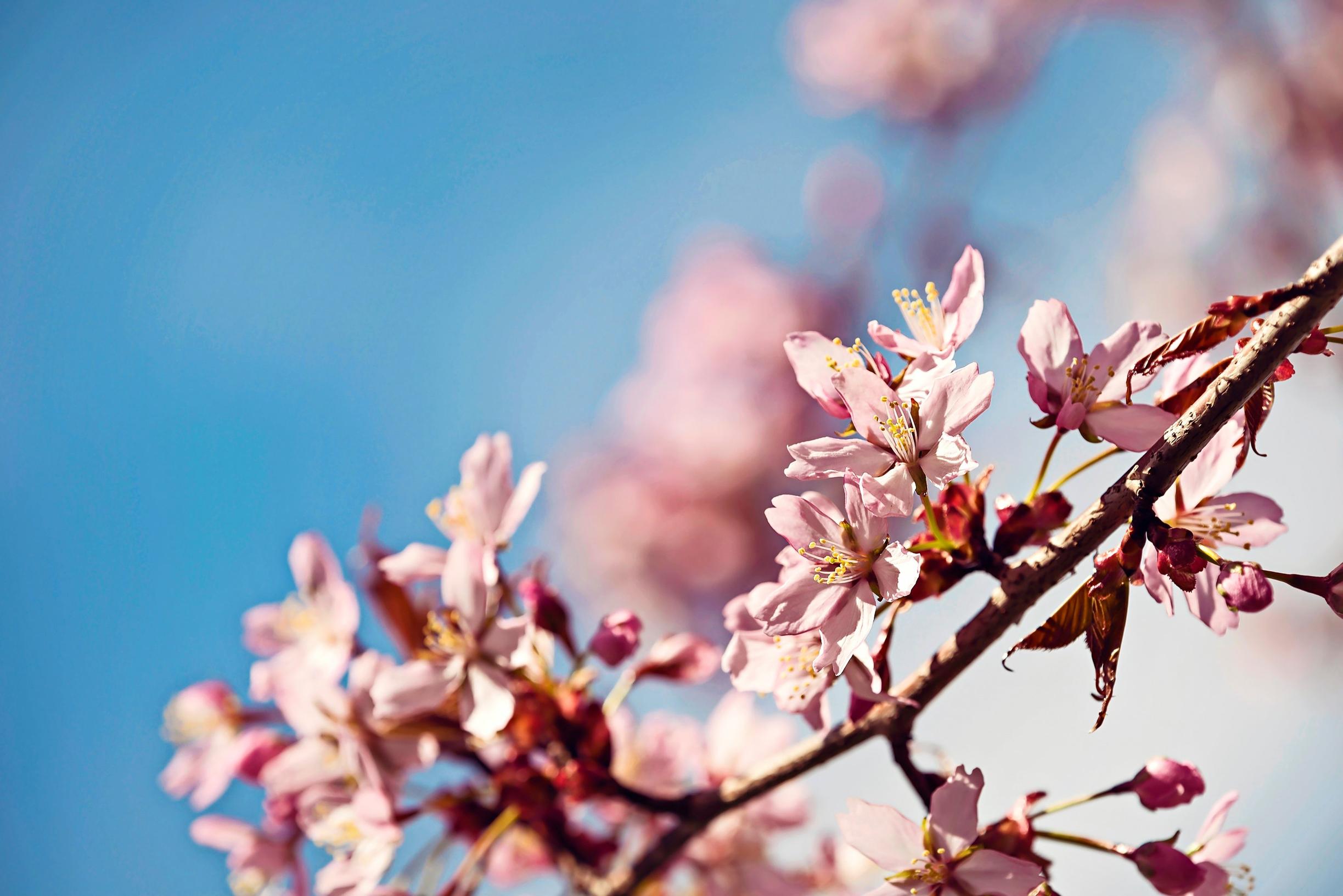 japanese garden: sargent cherry.