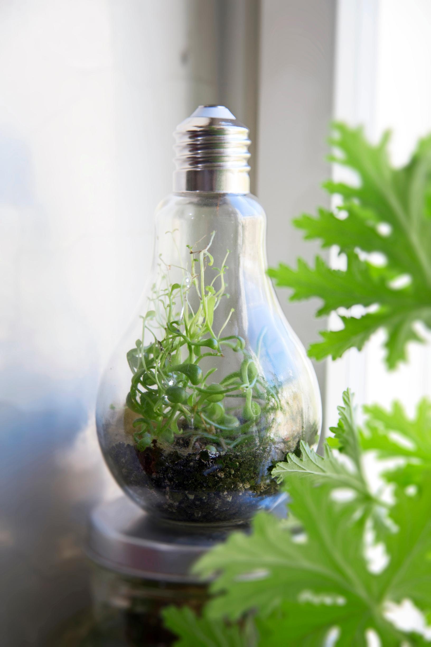 Bottle garden