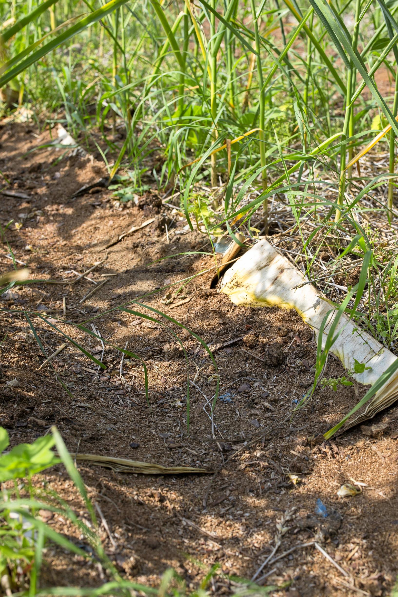 The pathways in the vegetable garden are covered with leftover sawdust from a renovation.