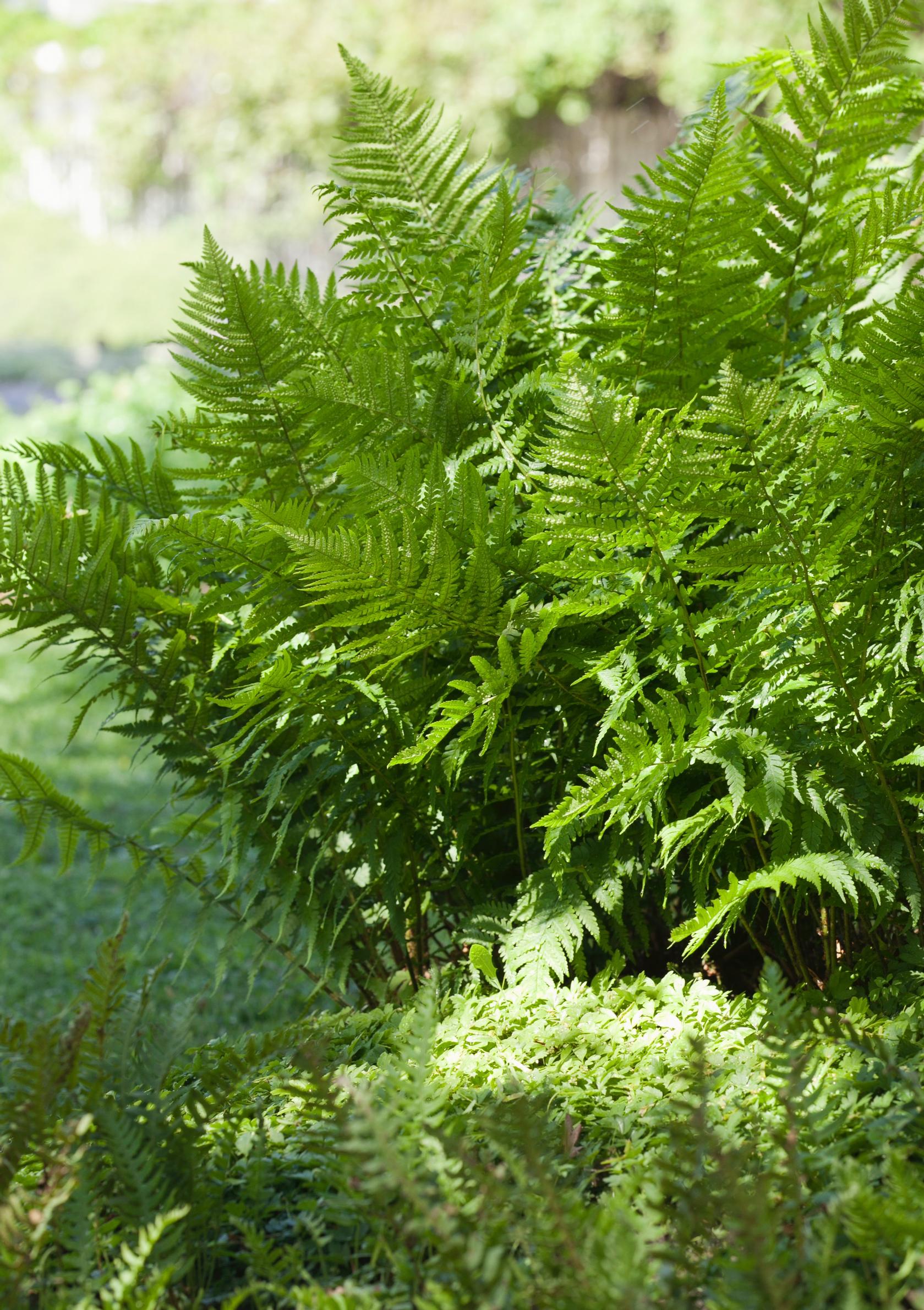 Rock polypody