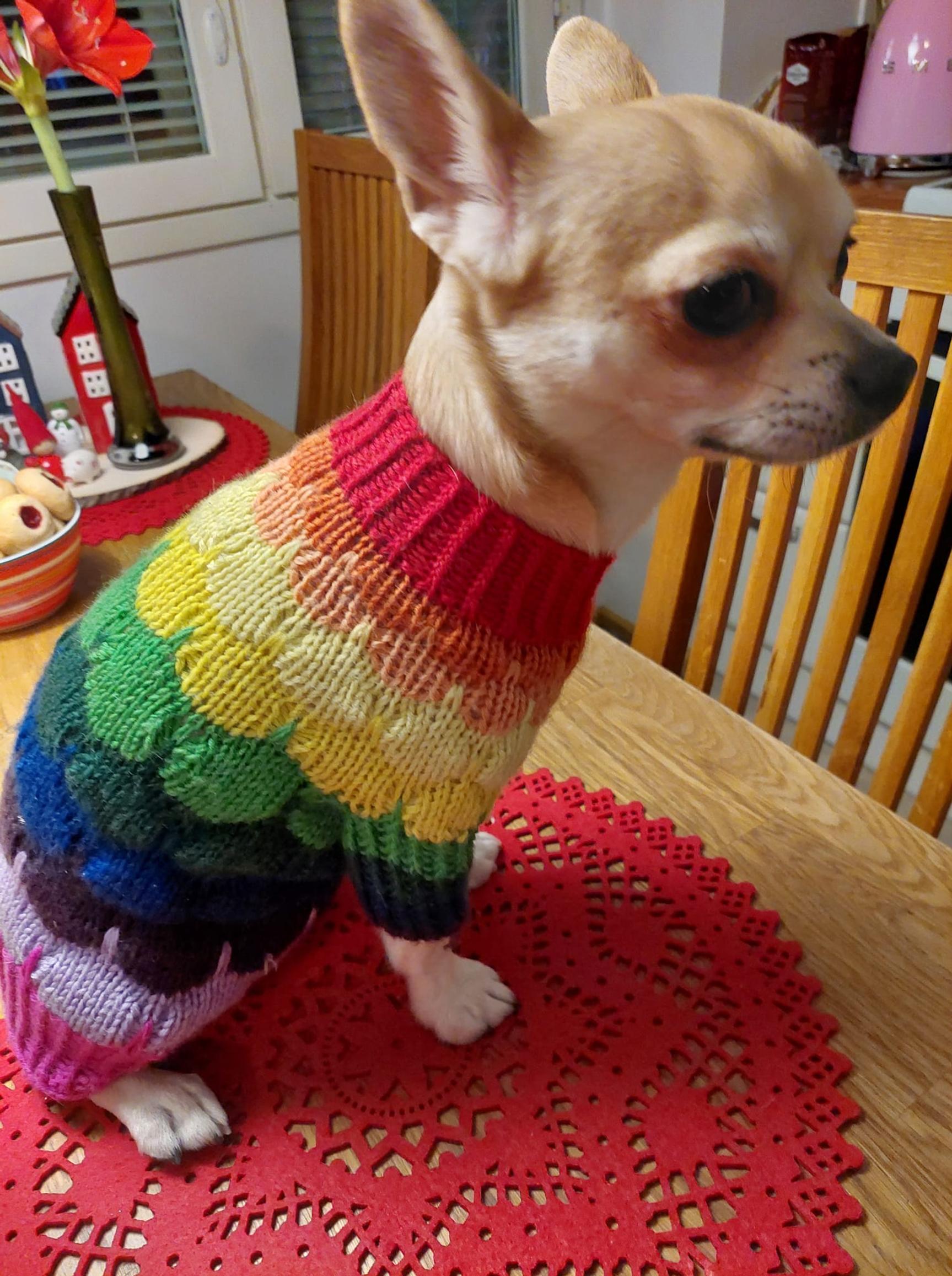 A Chihuahua in a colorful sweater on a kitchen table.