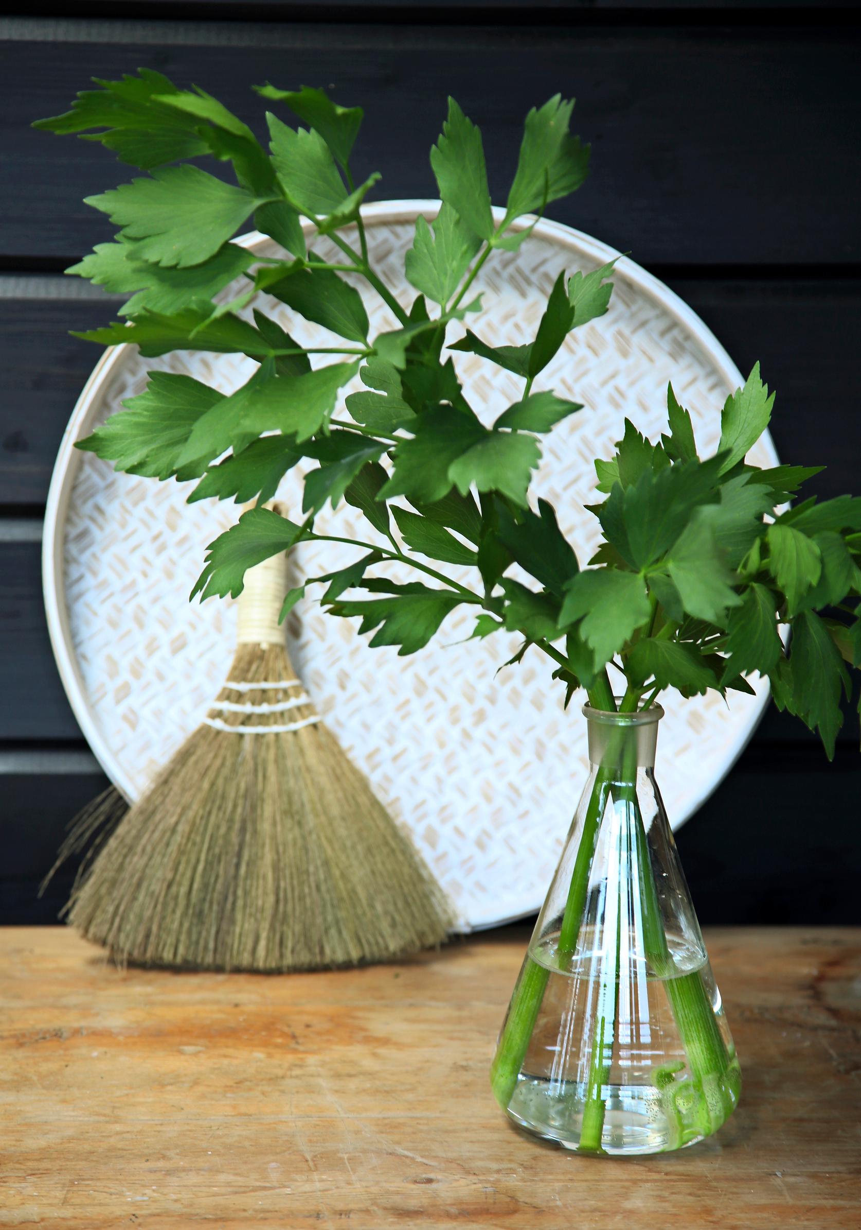 growing lovage: A bunch of lovage in a small vase