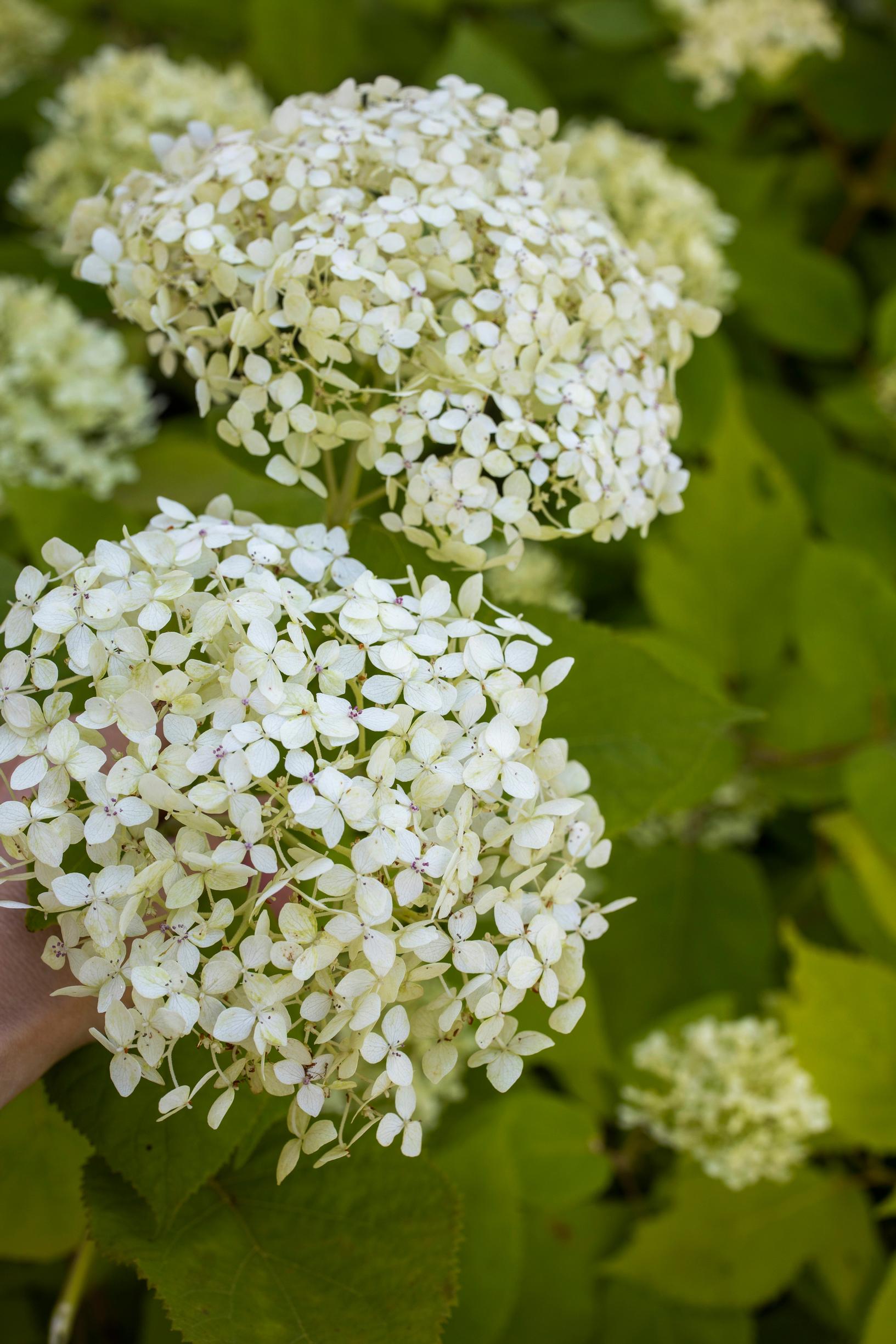 smooth hydrangea