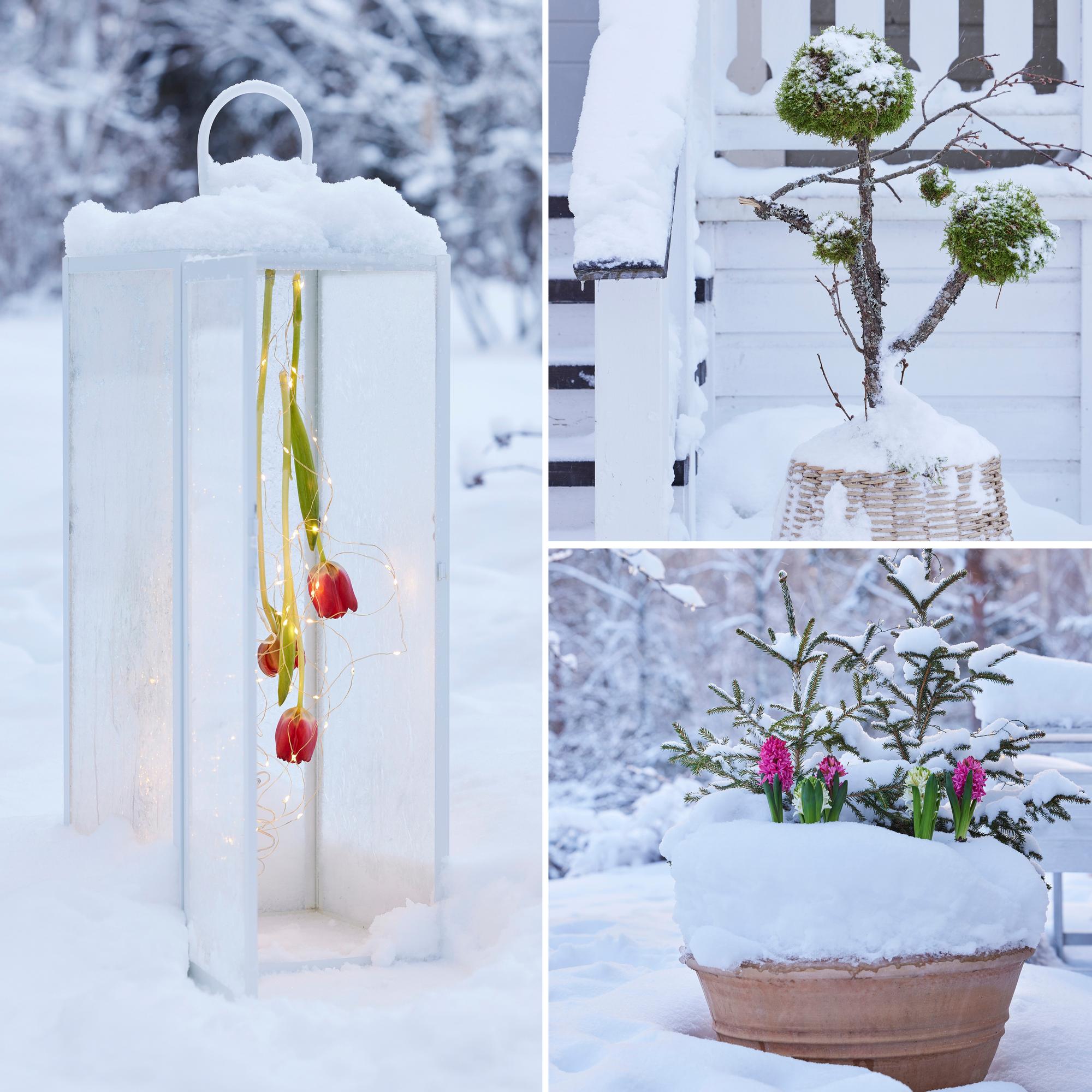 Enjoy your Christmas flowers outdoors! 3 frost-adorned Christmas flower arrangements
