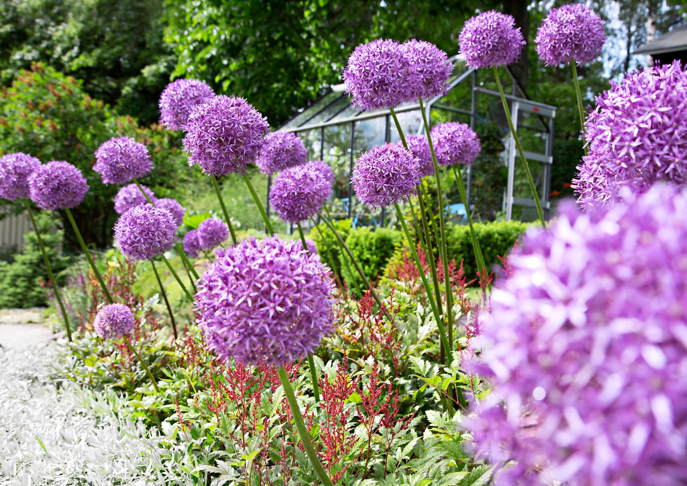 How to grow alliums