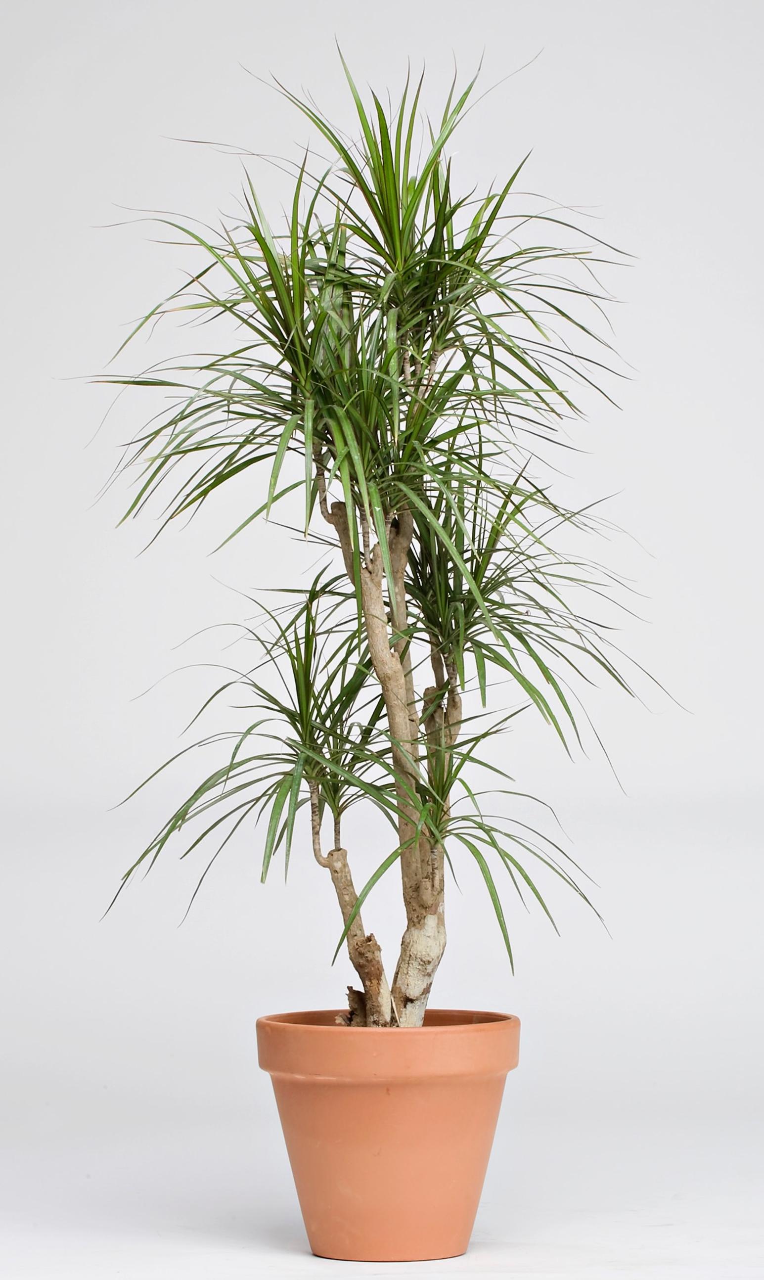 Dracaena care