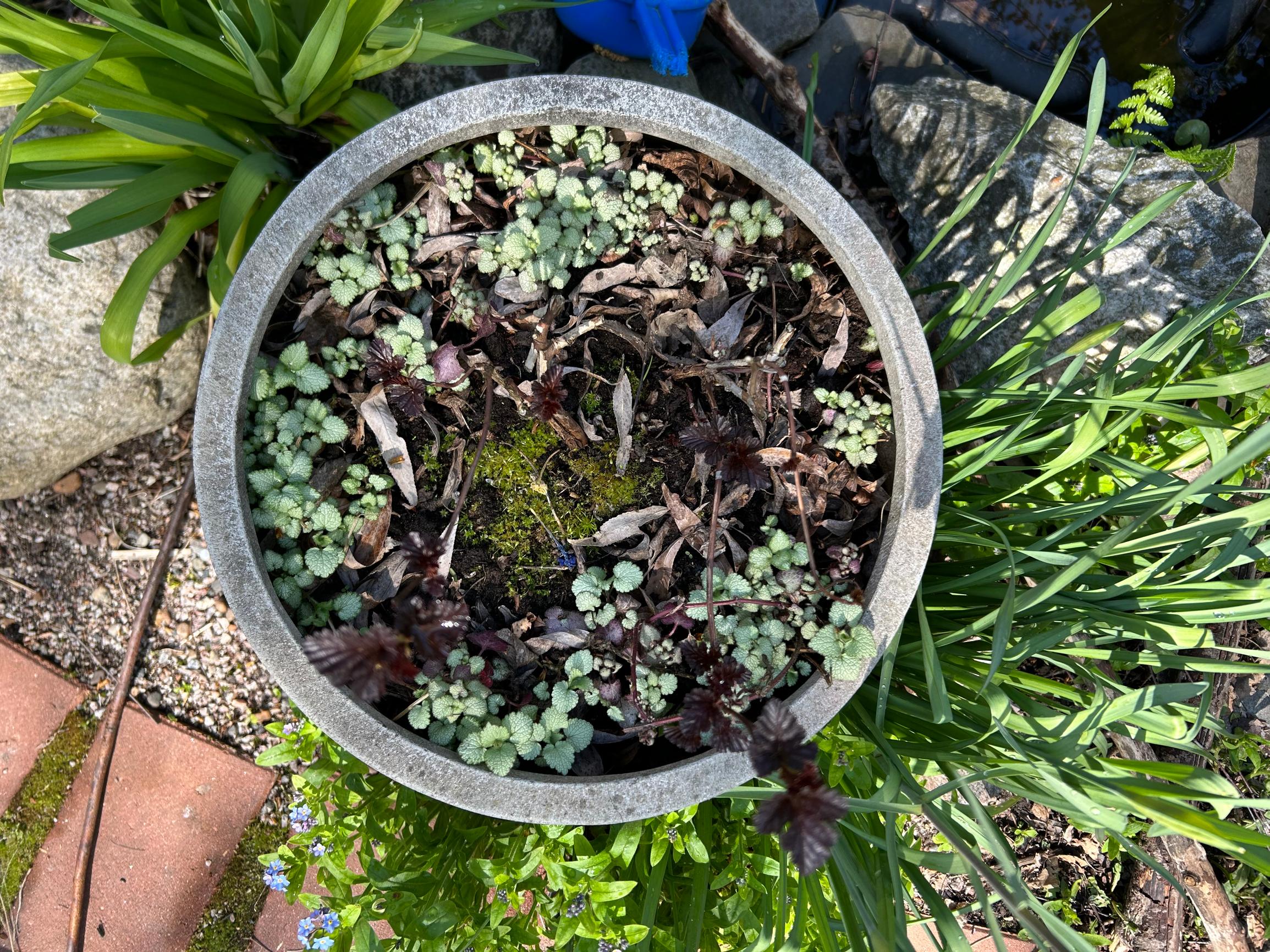 Perennial plants in a container