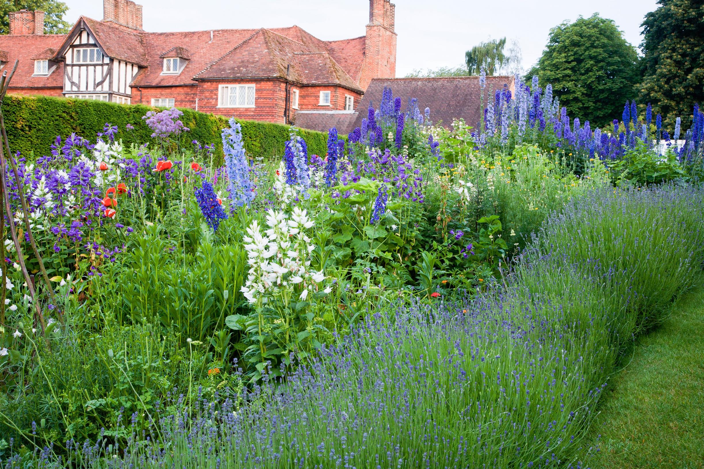 Delphinium, lavender, Manor House