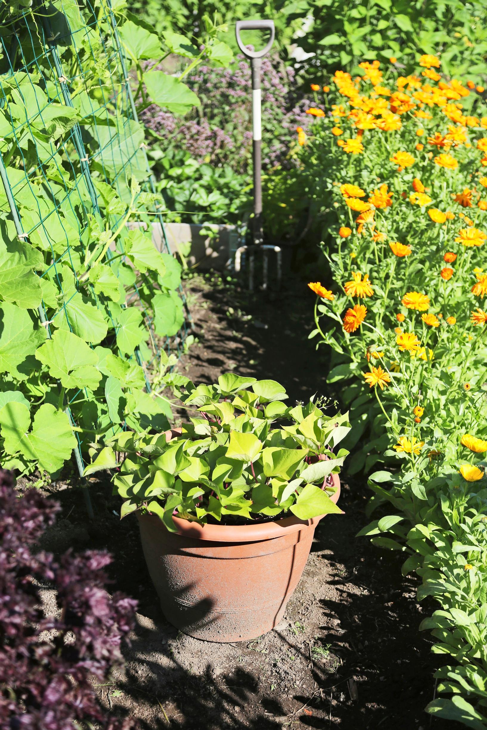 Pumpkins and yellow calendula growing on Kanako’s allotment