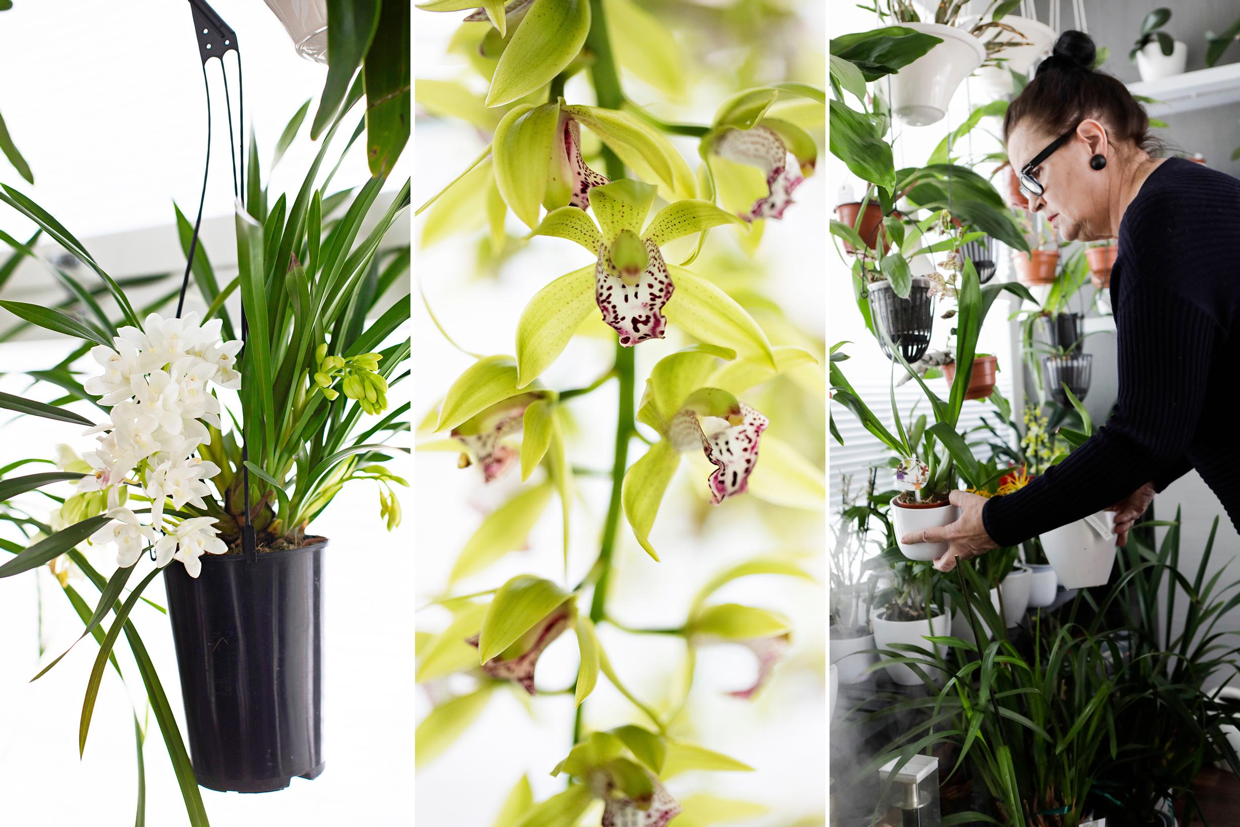 Orchids enchanted Sinikka, and now she has over a hundred in her home—here’s how she helps her temperamental favorites thrive!