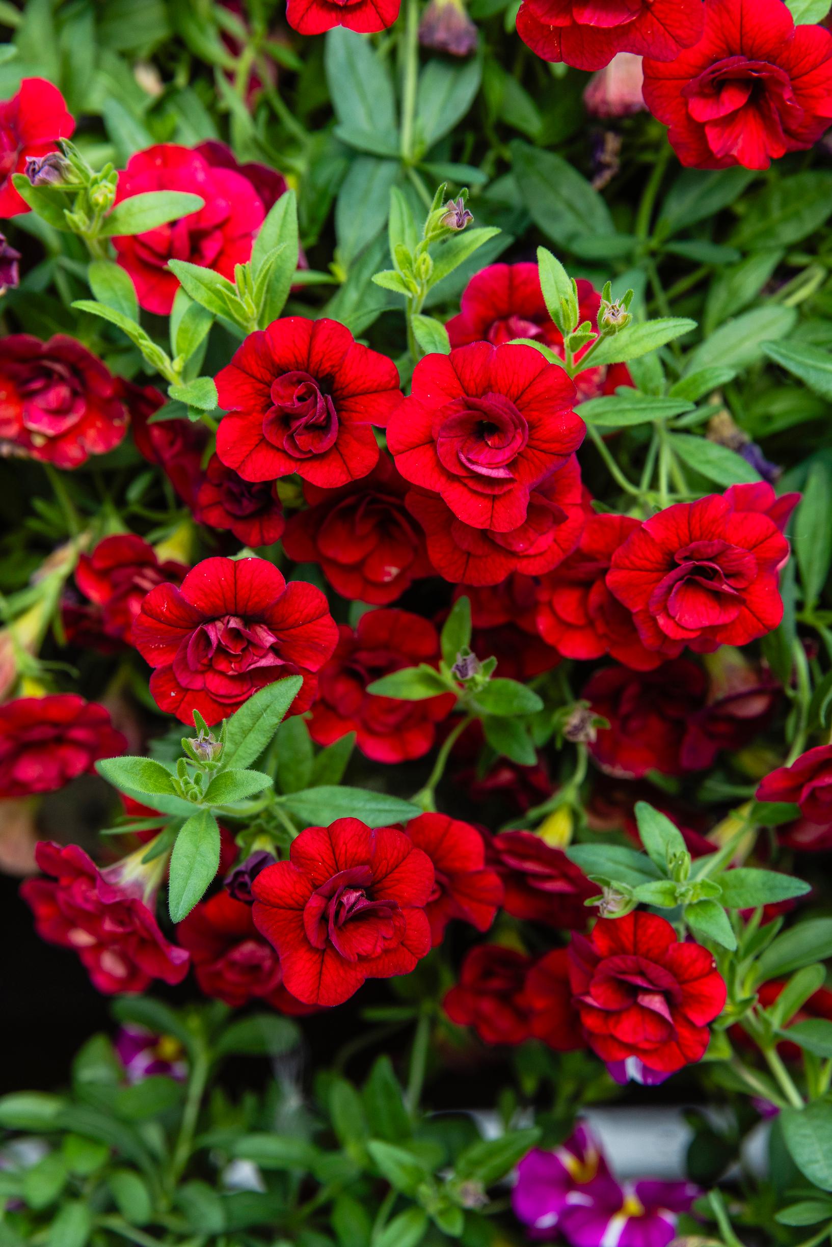 Red million bells