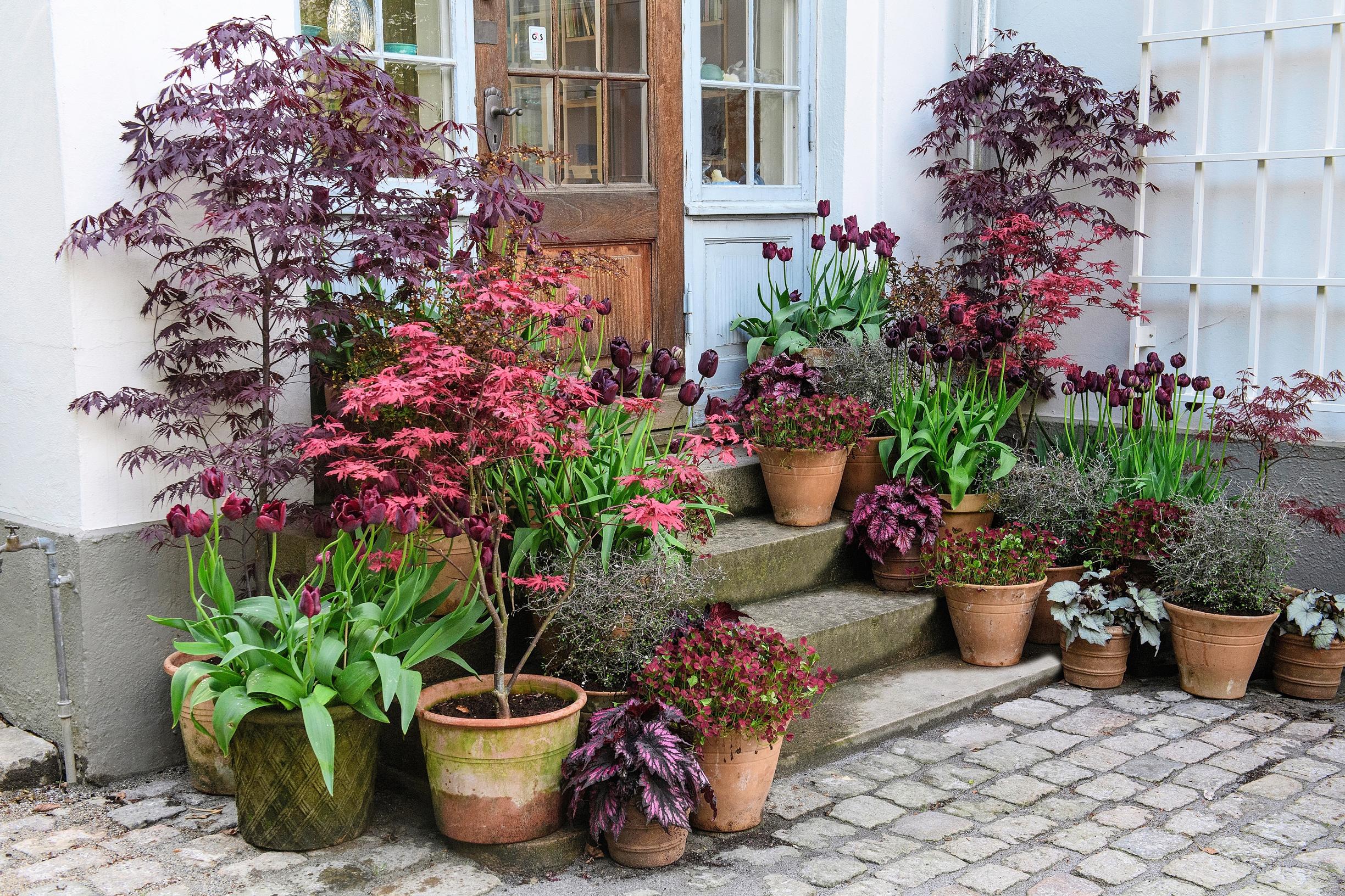 Purple spring flowers in Claus Dalby’s garden