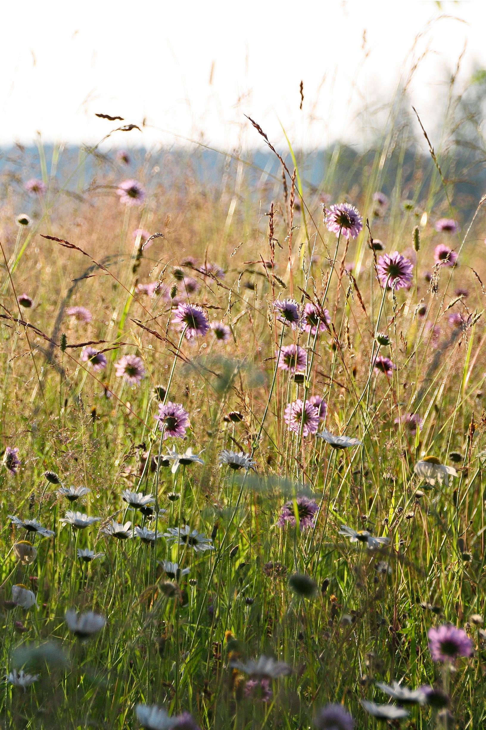 A wildflower meadow in your yard—Even a small strip along a path is sufficient!