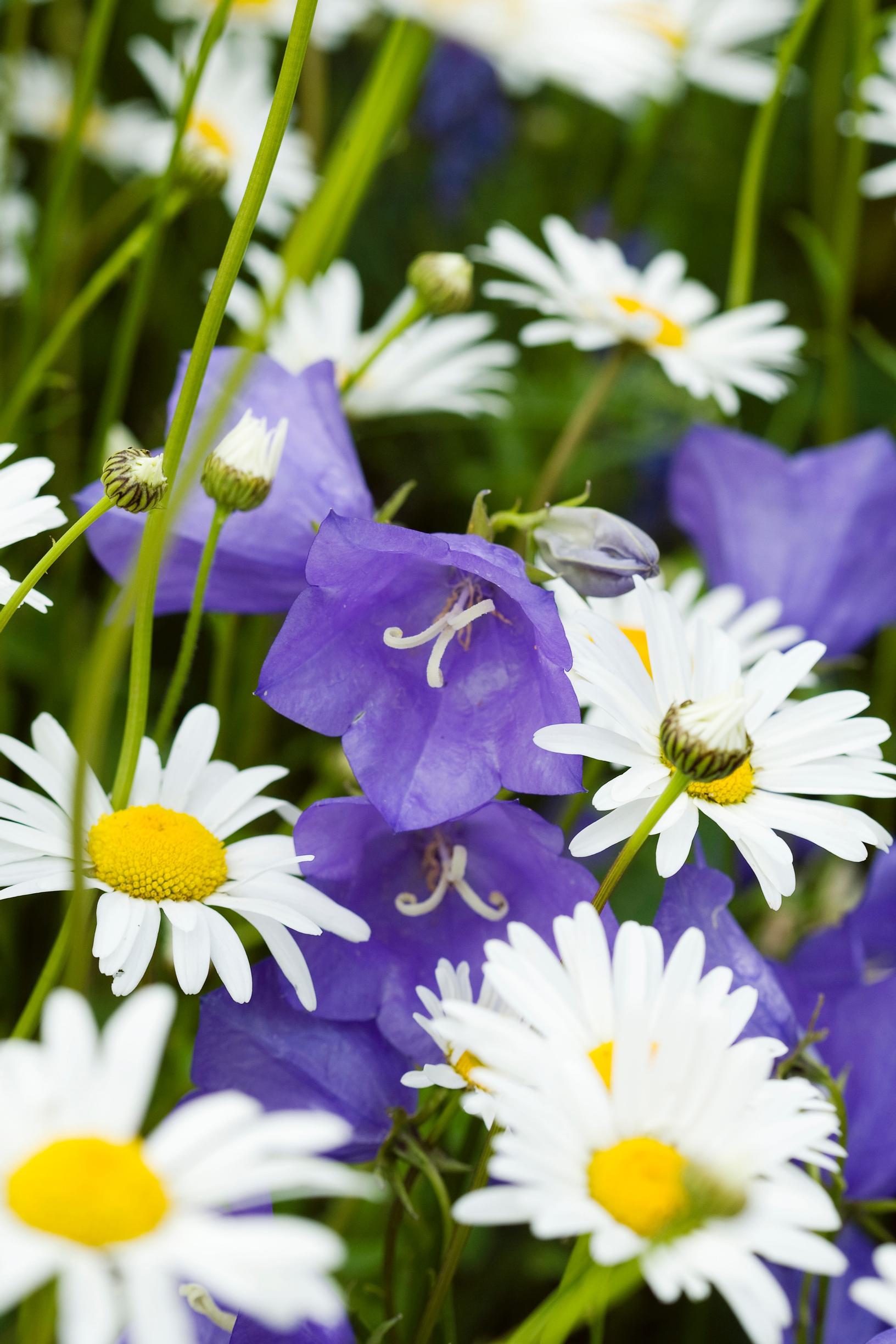 Daisies delight all summer—discover growing tips and the most beautiful varieties