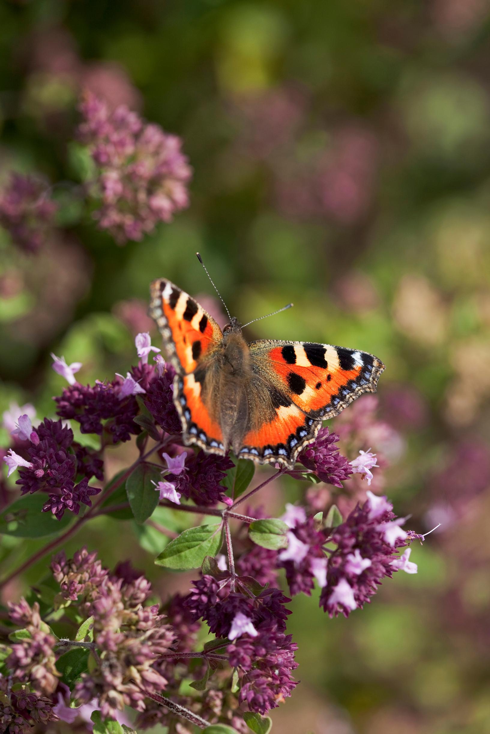 The small tortoiseshell can be seen in gardens from early spring onward.