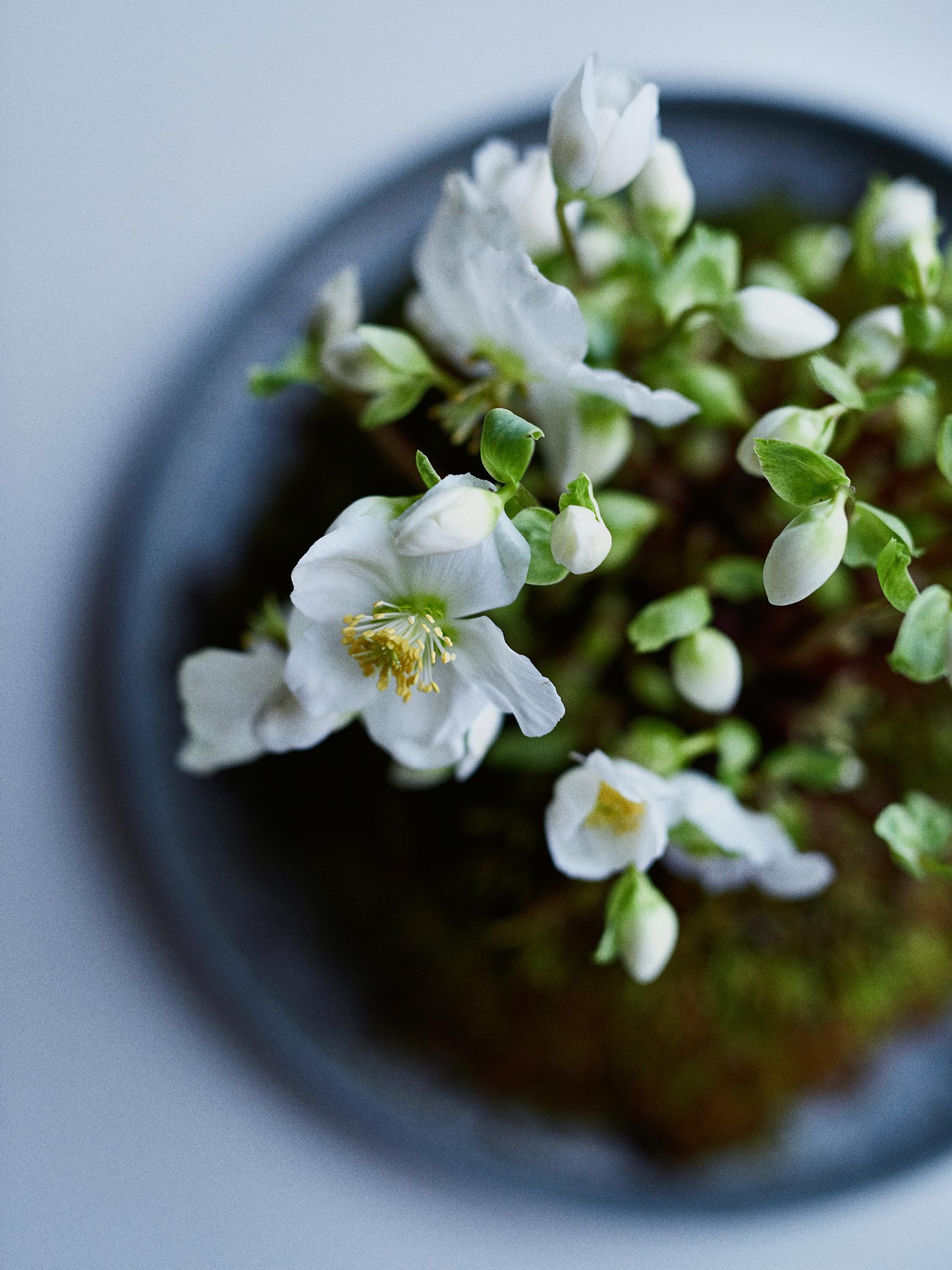 Hellebore in a bowl