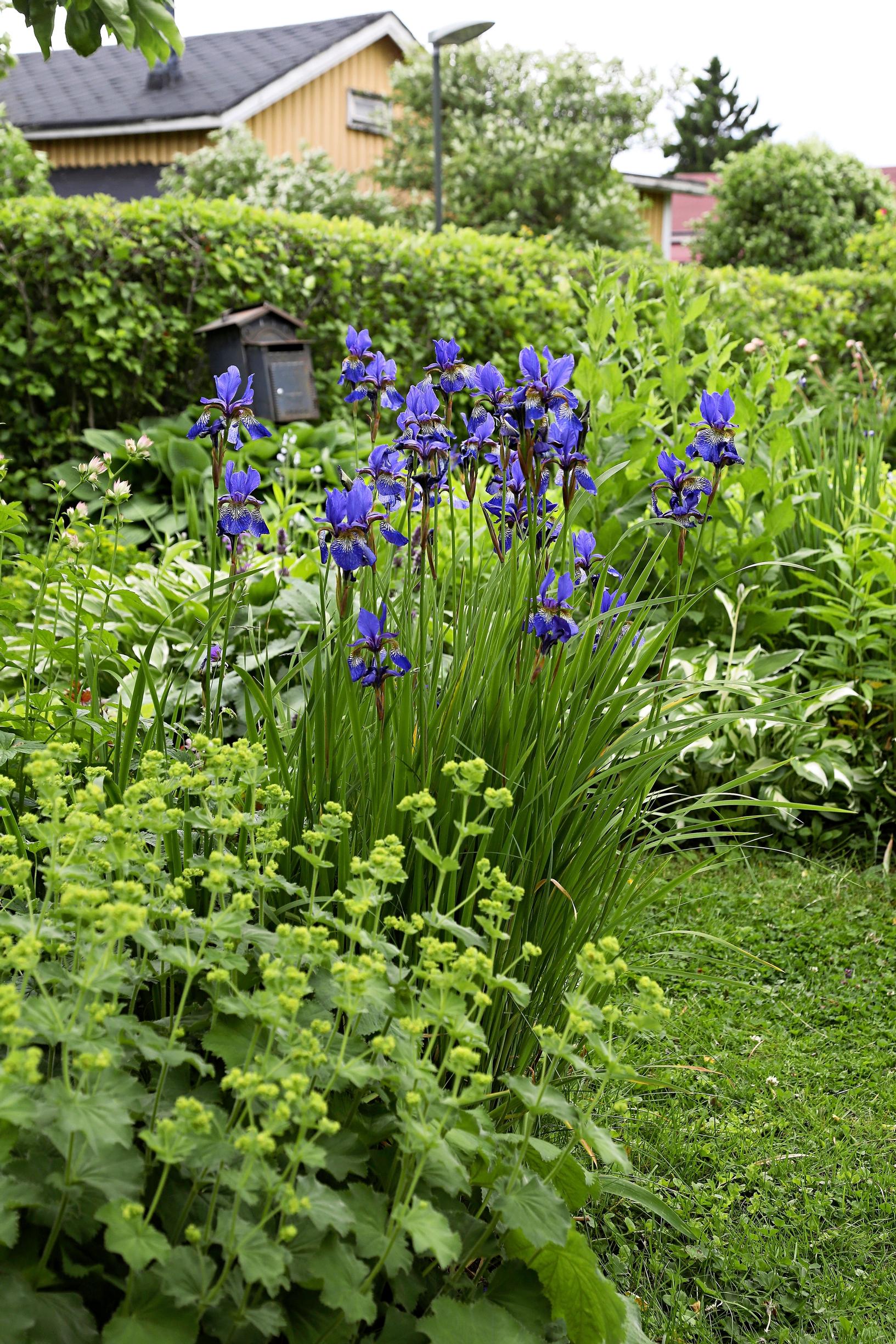 Easy grow perennial flowers